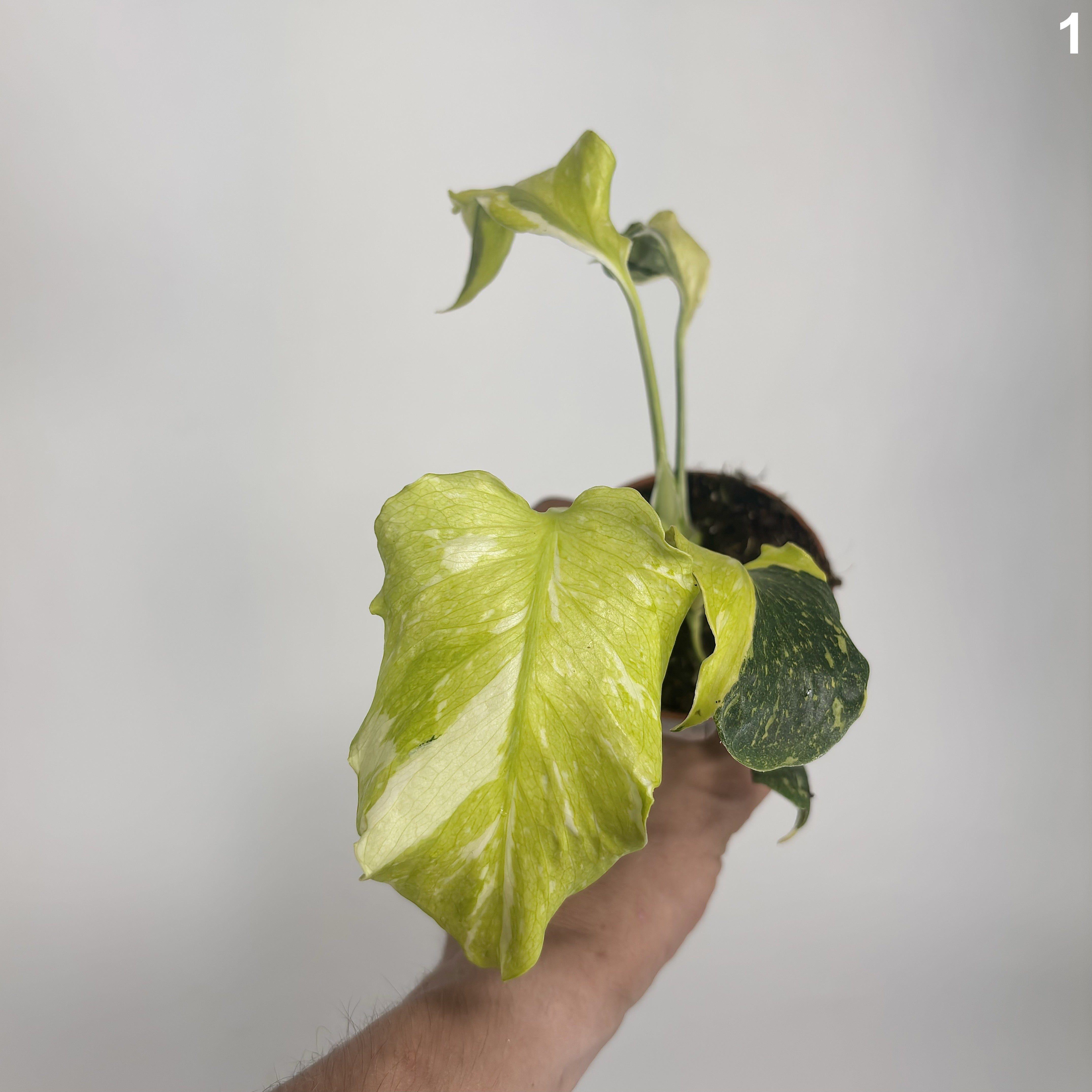 Monstera Deliciosa Thunderbolt WW