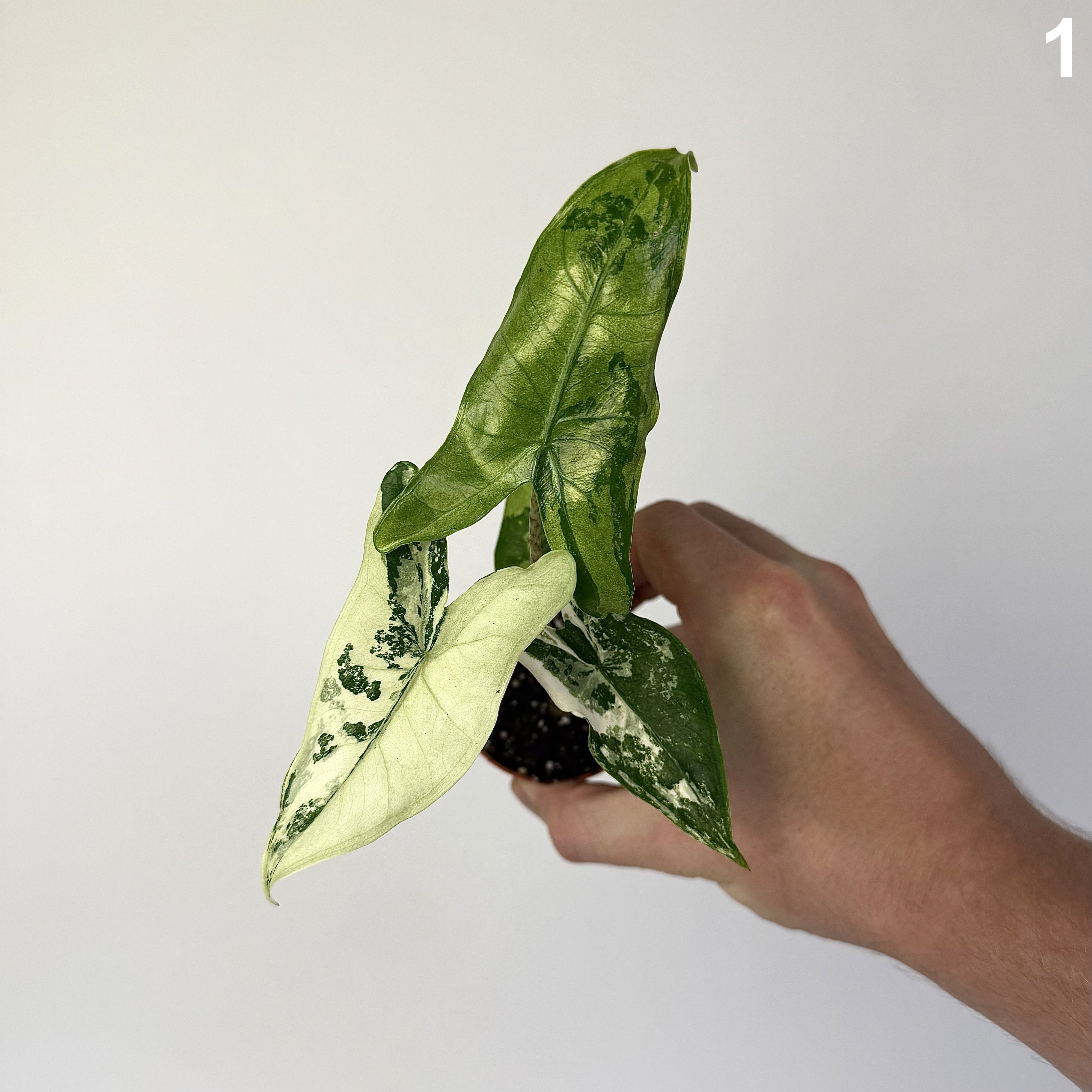 Alocasia Tigrina Superba Variegata WW