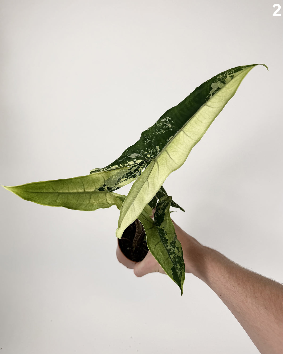Alocasia Tigrina Superba Variegata WW
