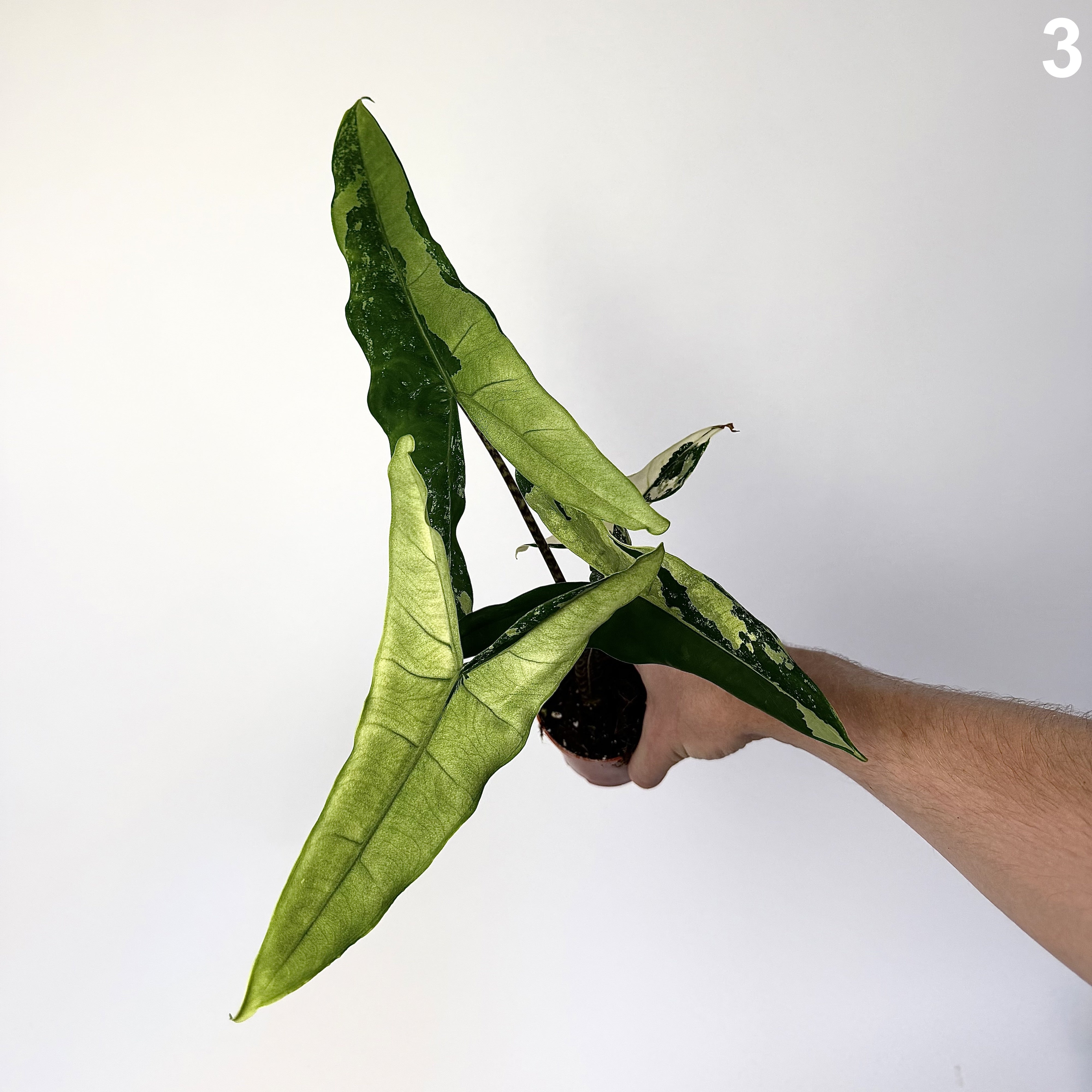 Alocasia Tigrina Superba Variegata WW
