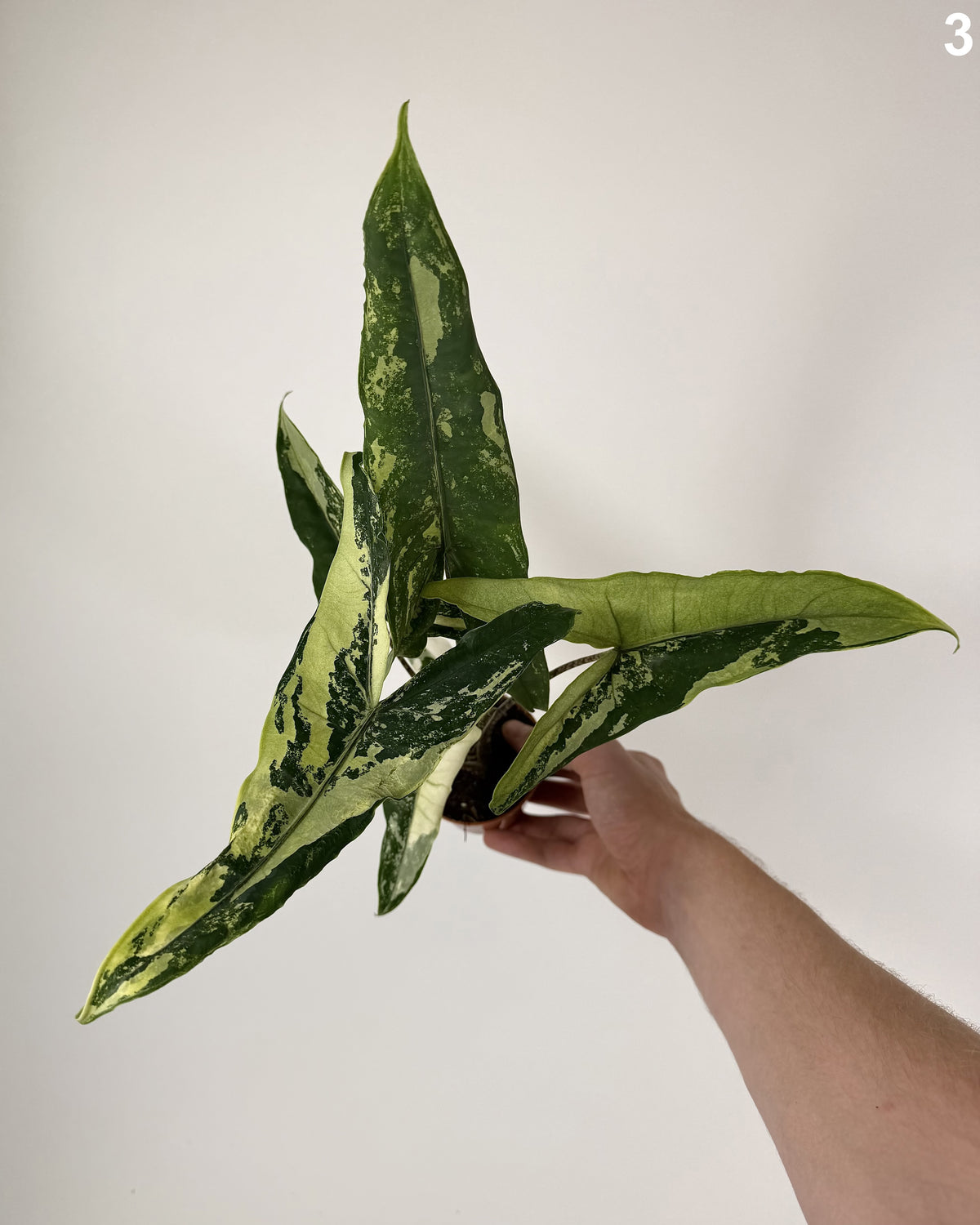 Alocasia Tigrina Superba Variegata WW
