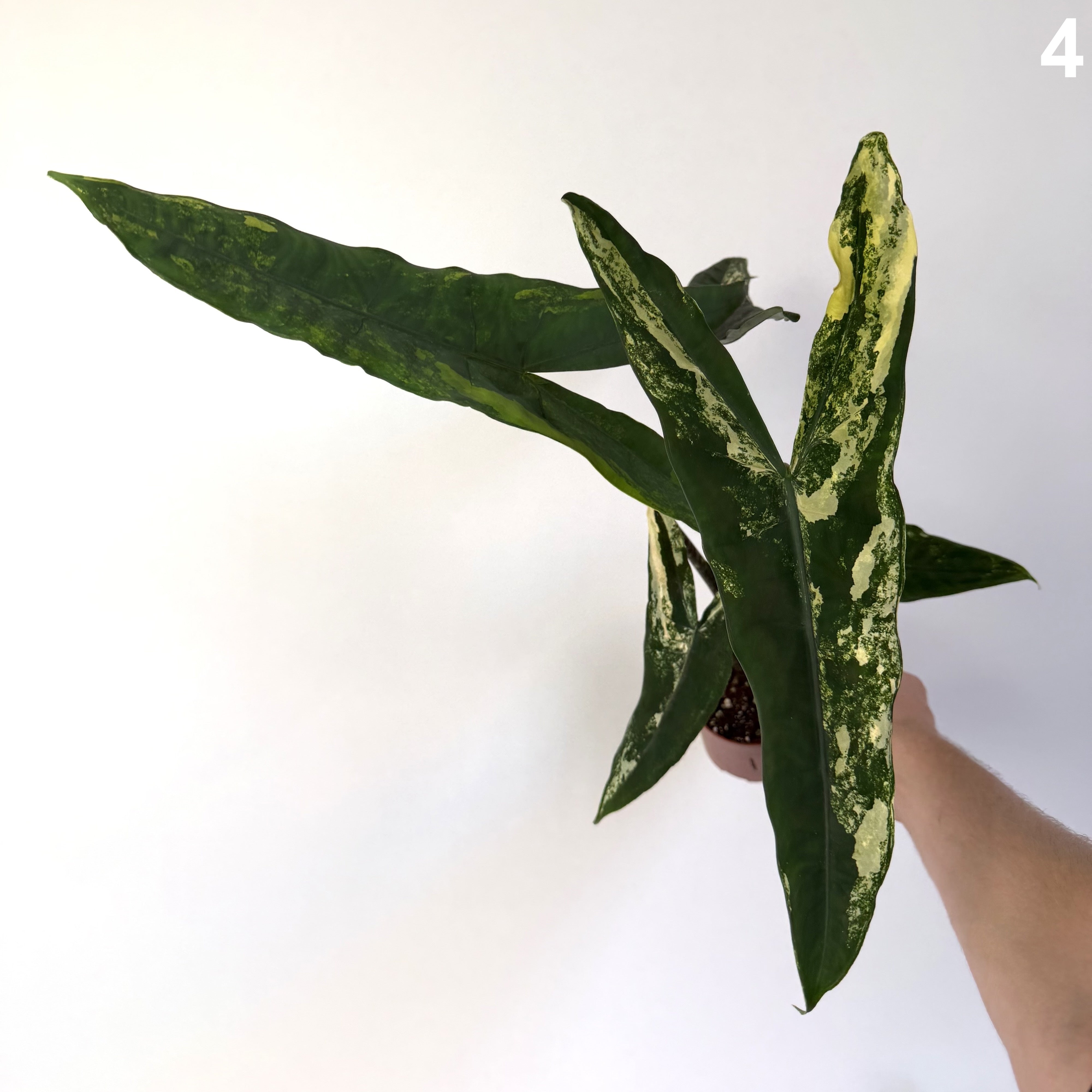 Alocasia Tigrina Superba Variegata WW