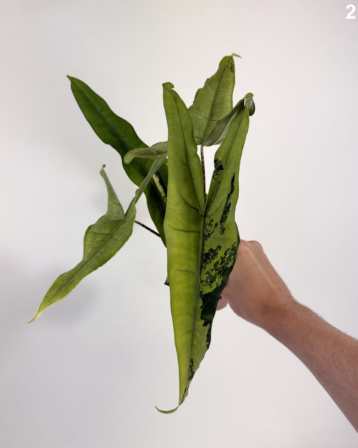 Alocasia Tigrina Superba Albo Variegata WW