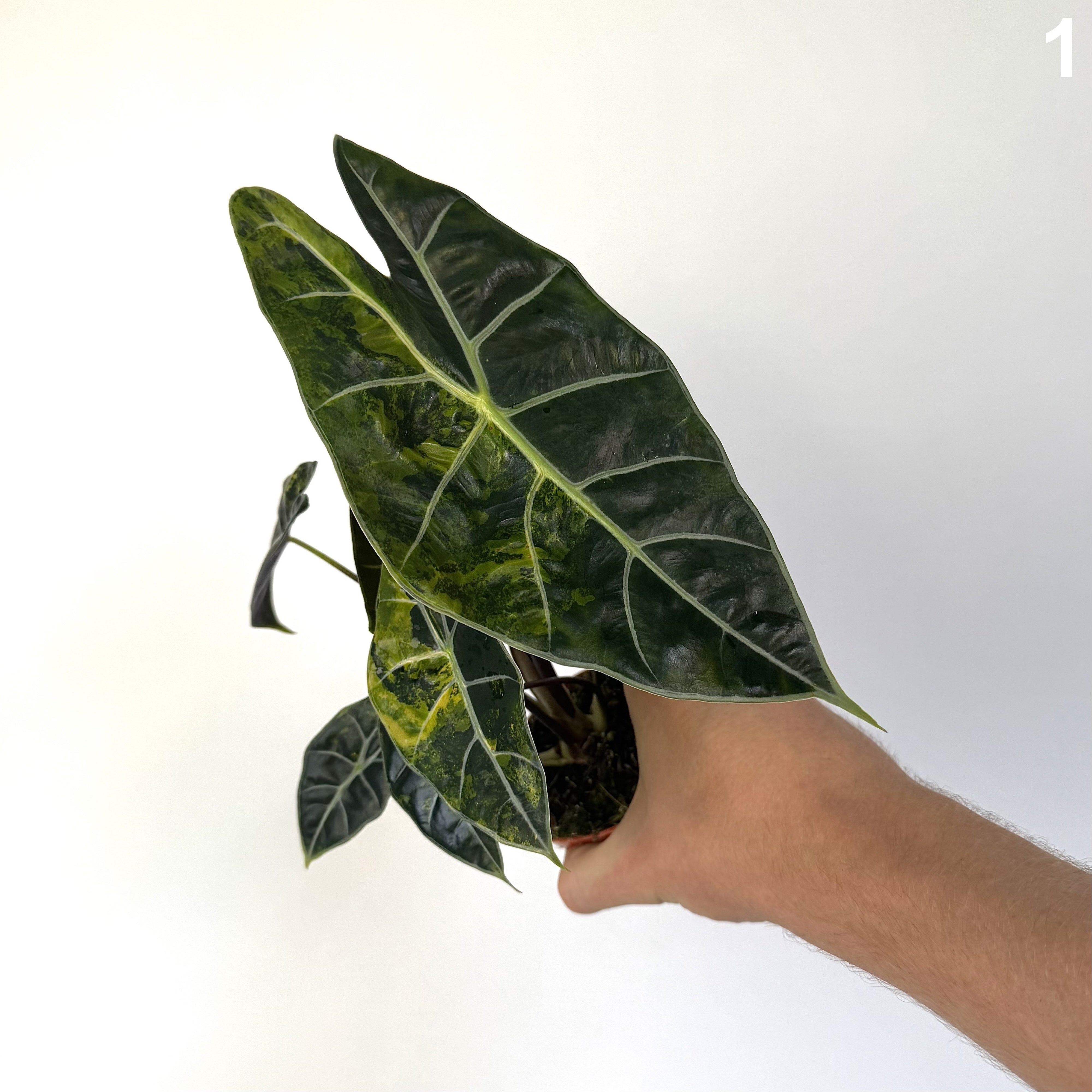 Alocasia Dragon's Tooth Aurea WW