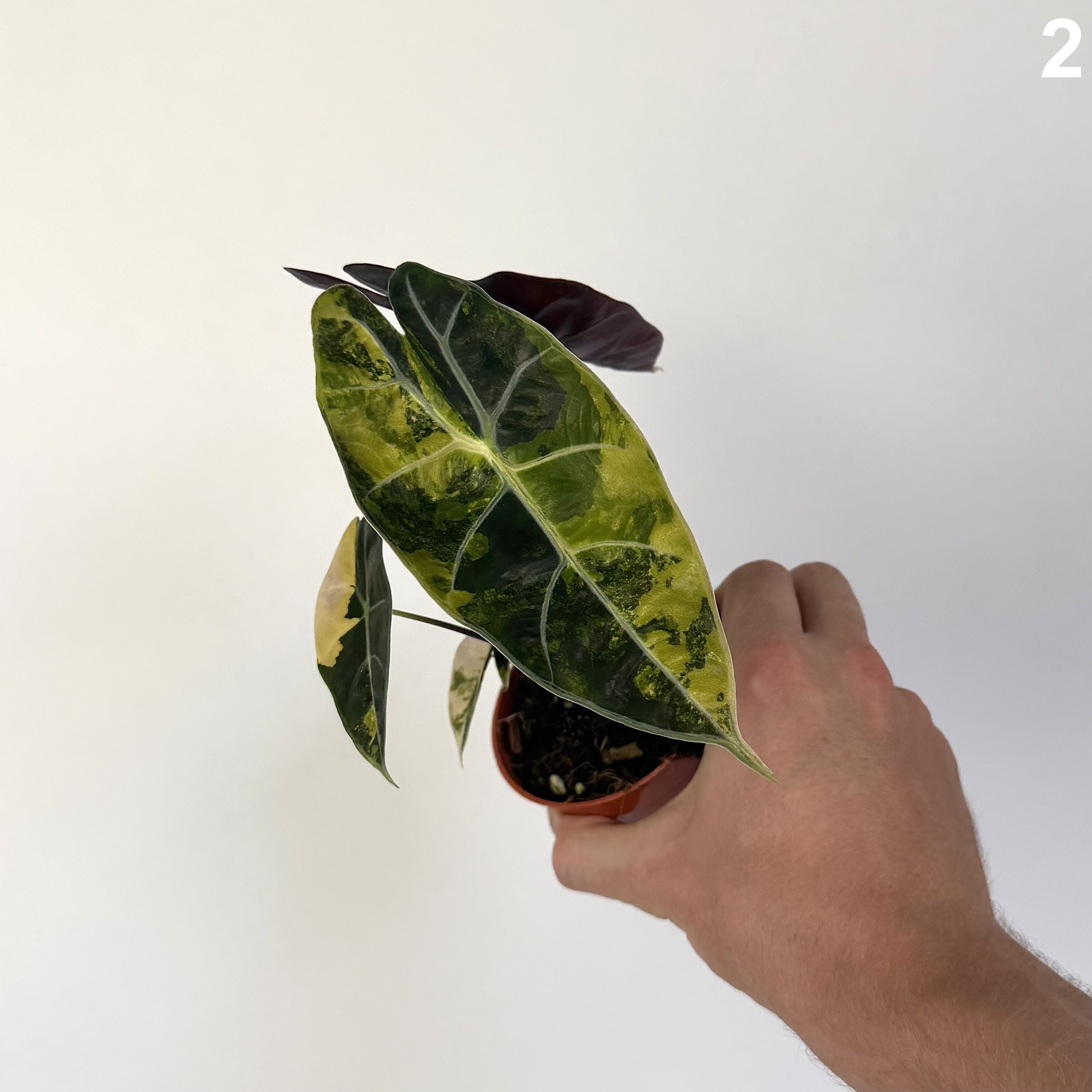 Alocasia Dragon's Tooth Aurea WW