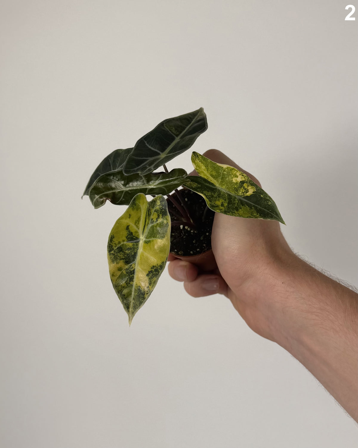 Alocasia Dragon's Tooth Aurea WW