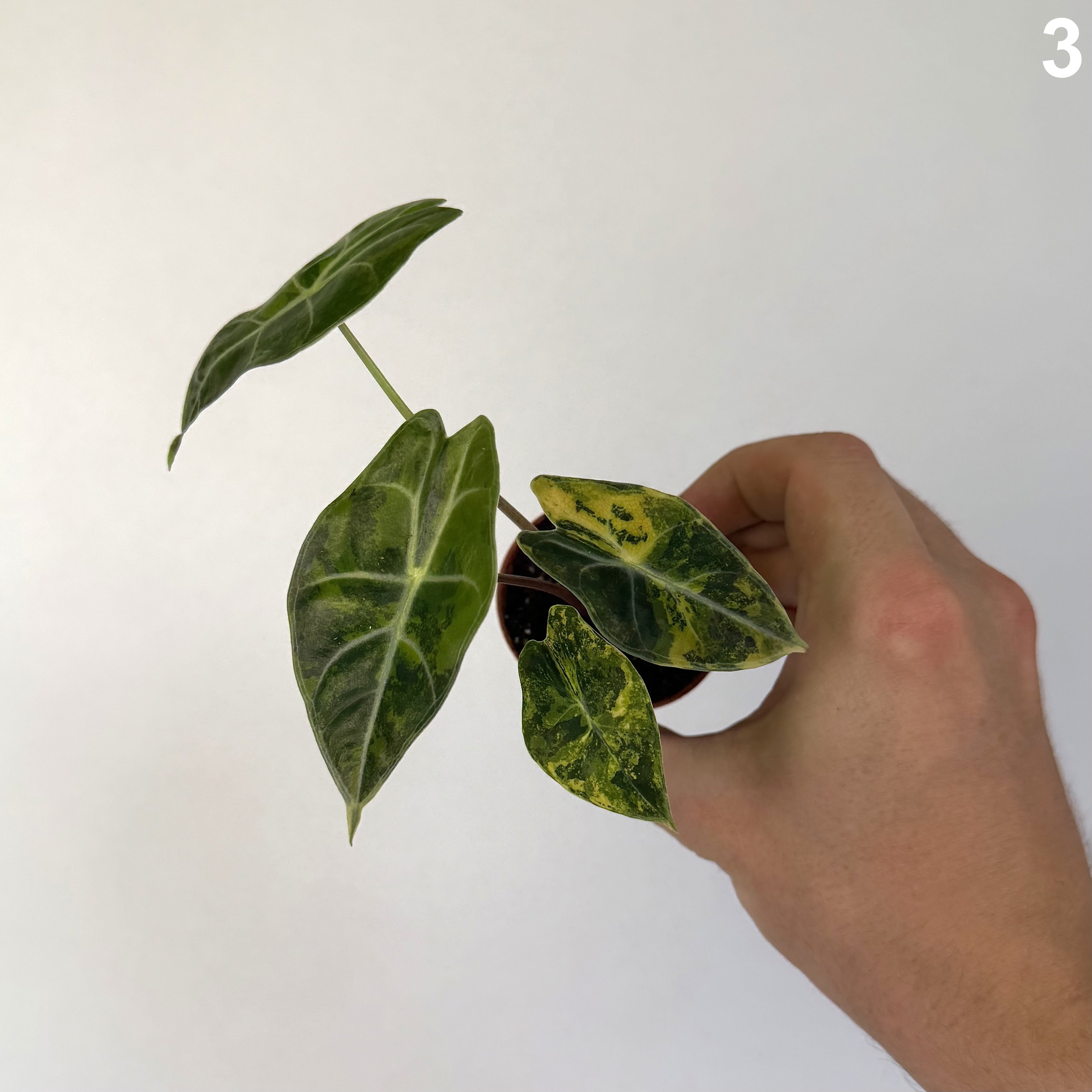 Alocasia Dragon's Tooth Aurea WW