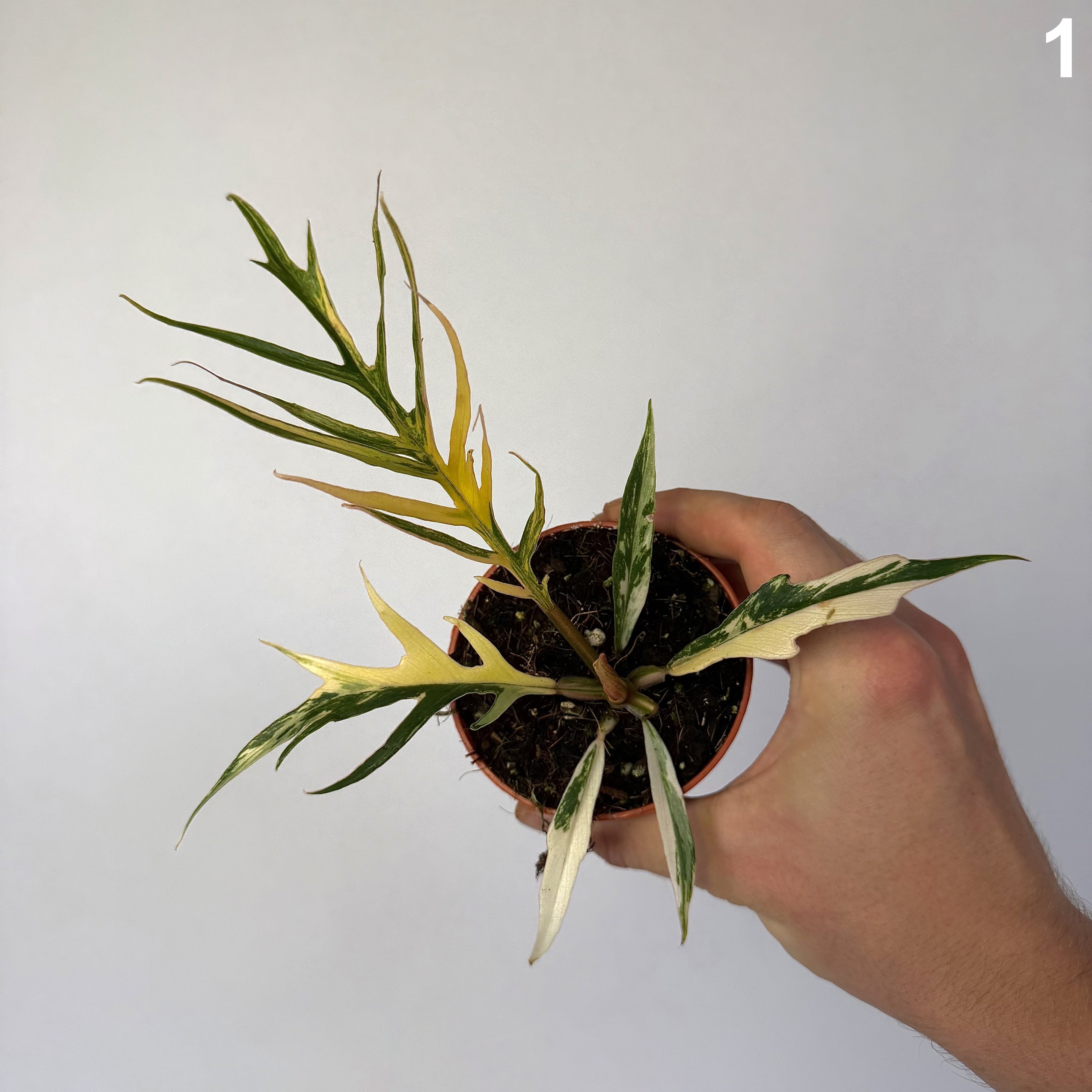 Philodendron Tortum Variegata WW