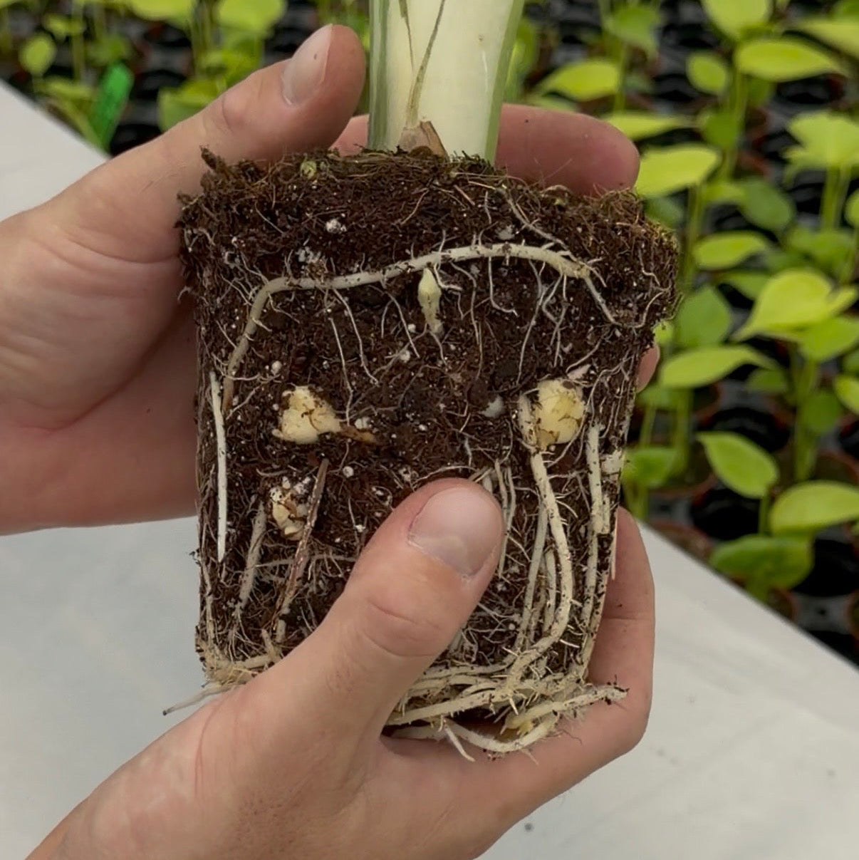 Grow your variegated Alocasia from corm!