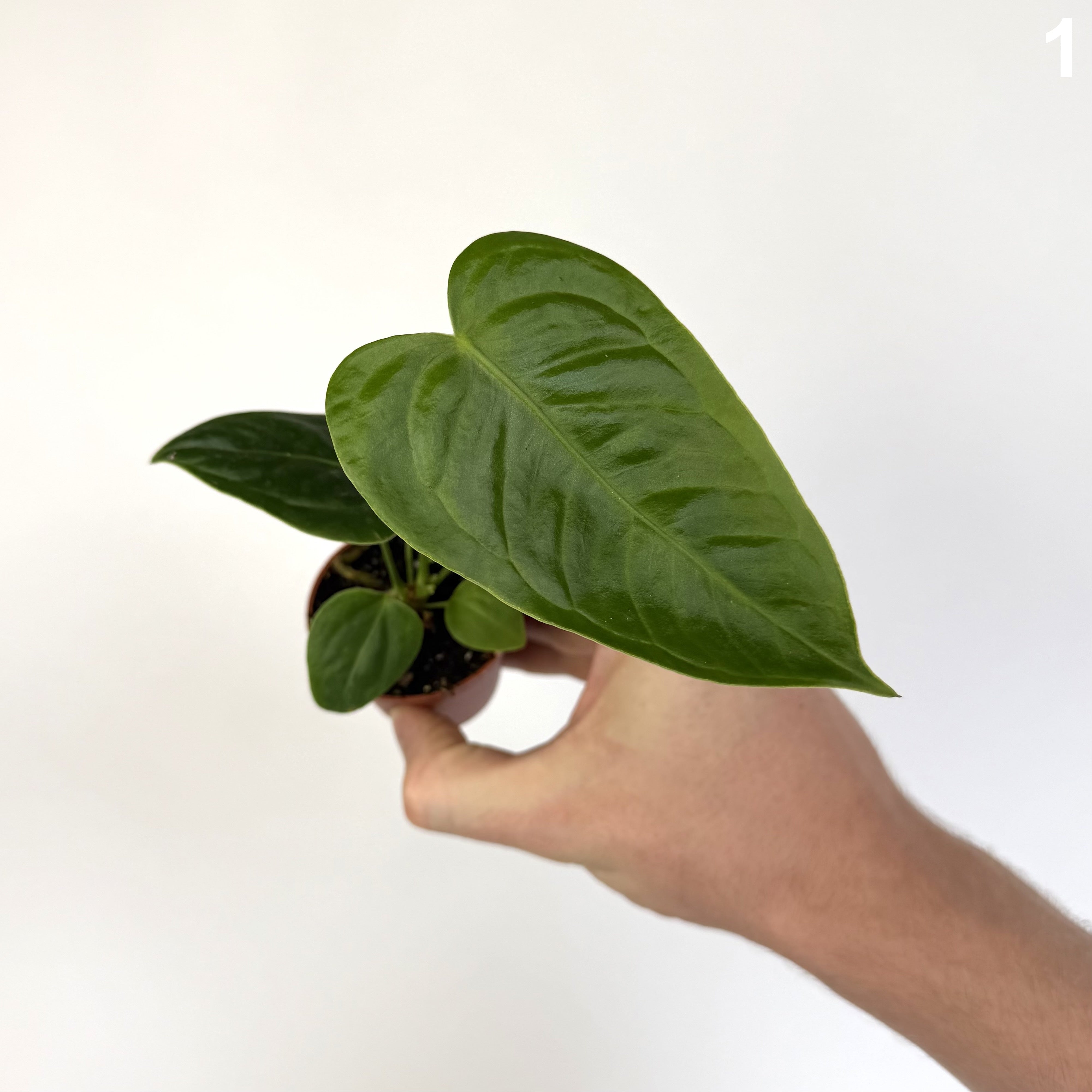 Anthurium Veitchii WW
