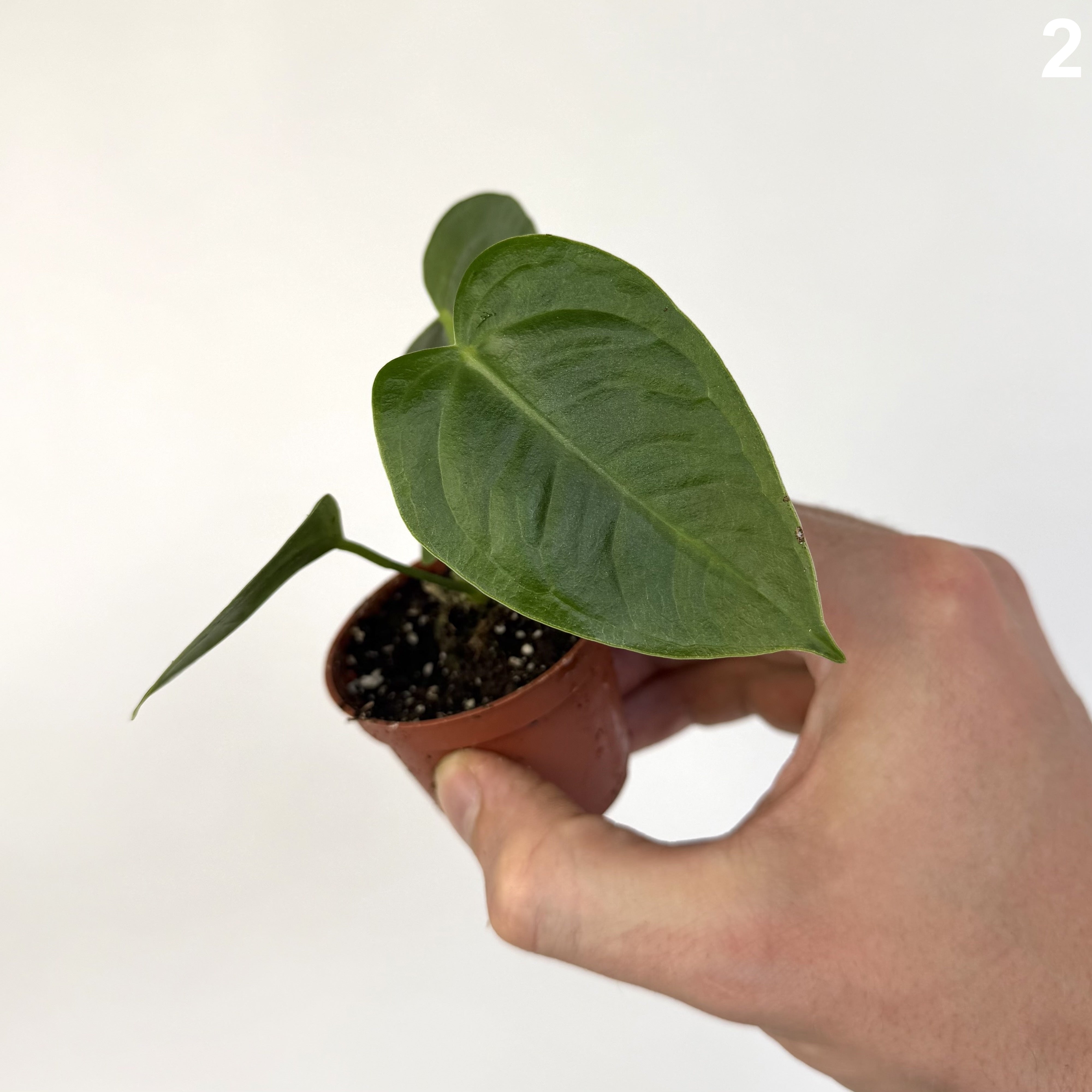 Anthurium Veitchii WW