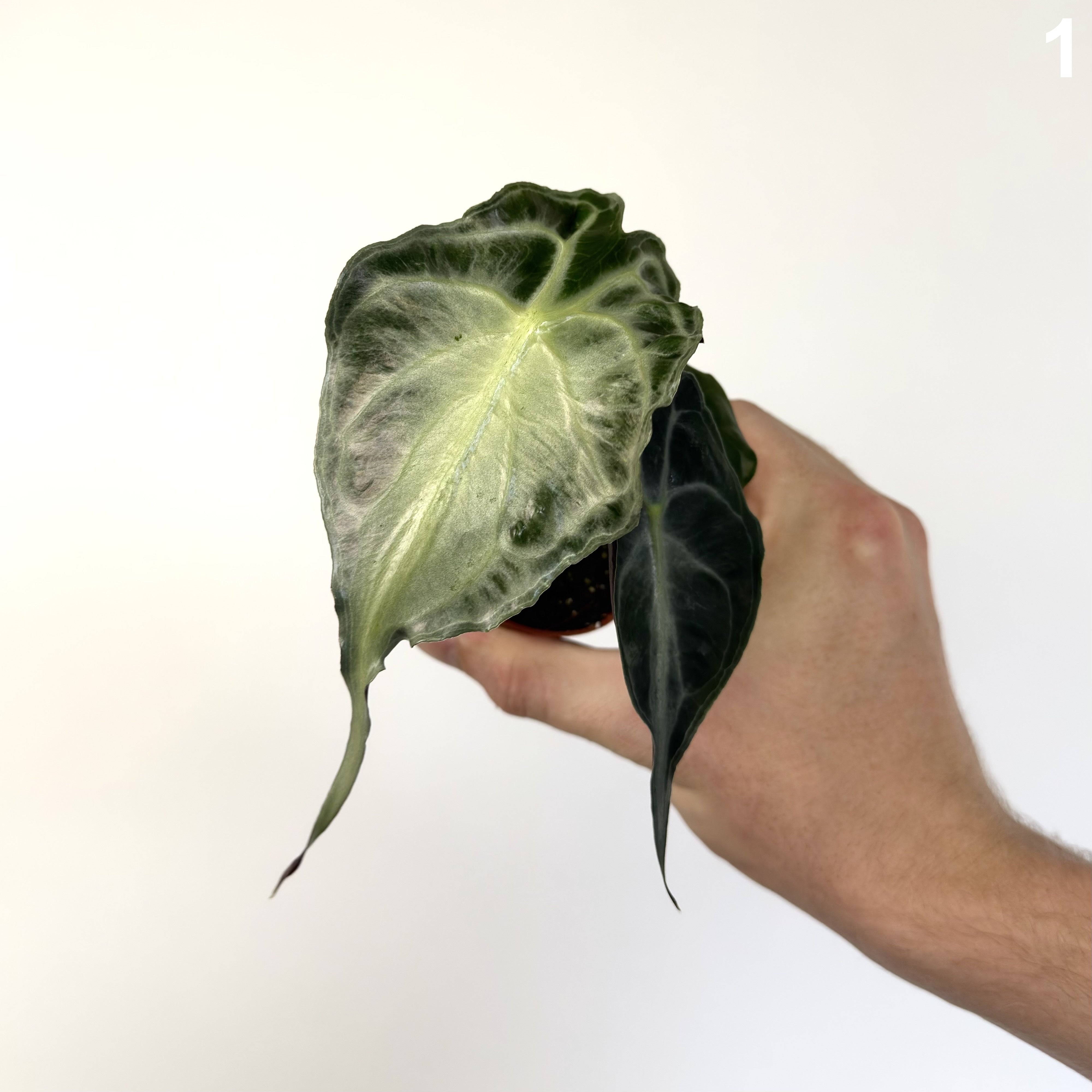 Alocasia Venom WW