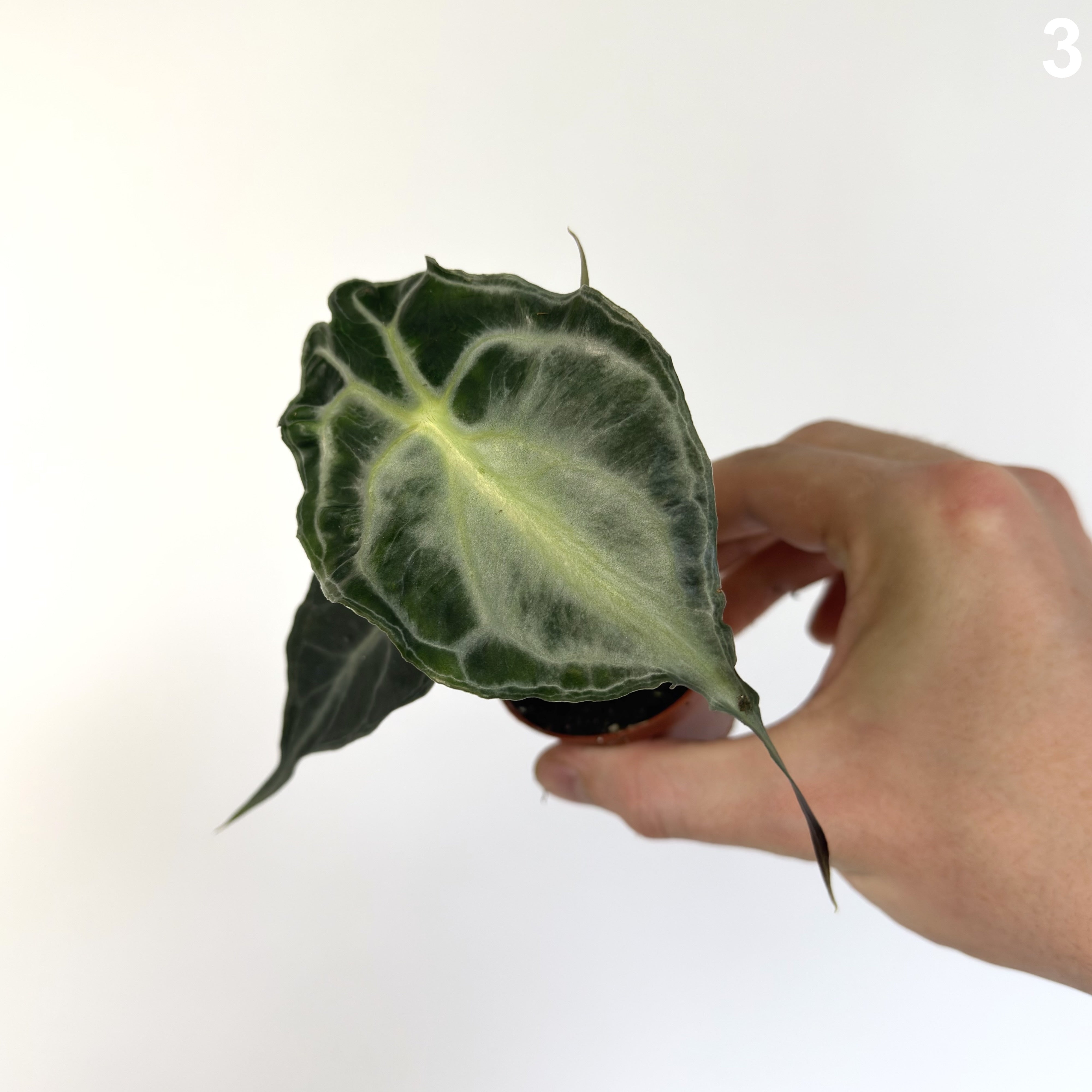 Alocasia Venom WW