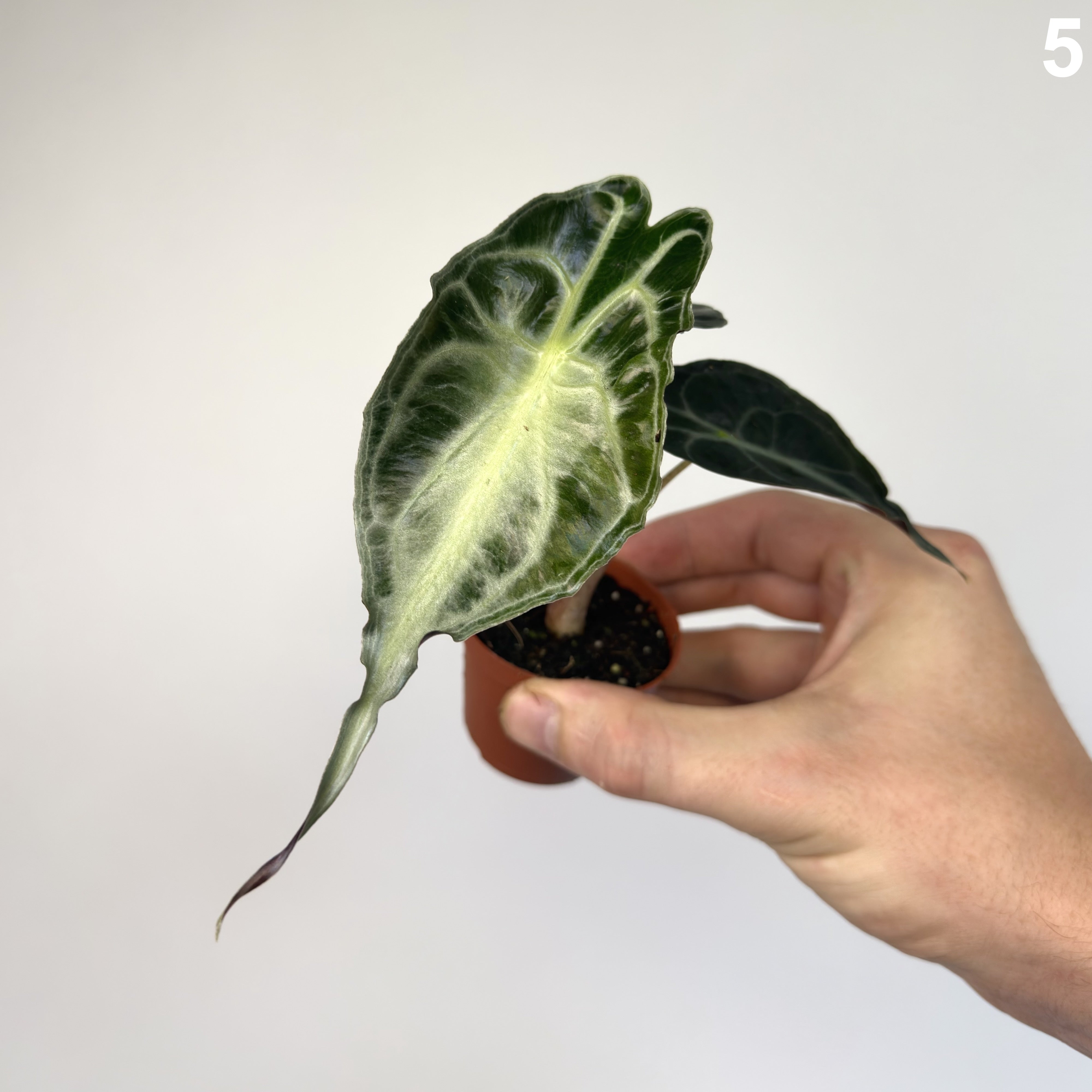 Alocasia Venom WW