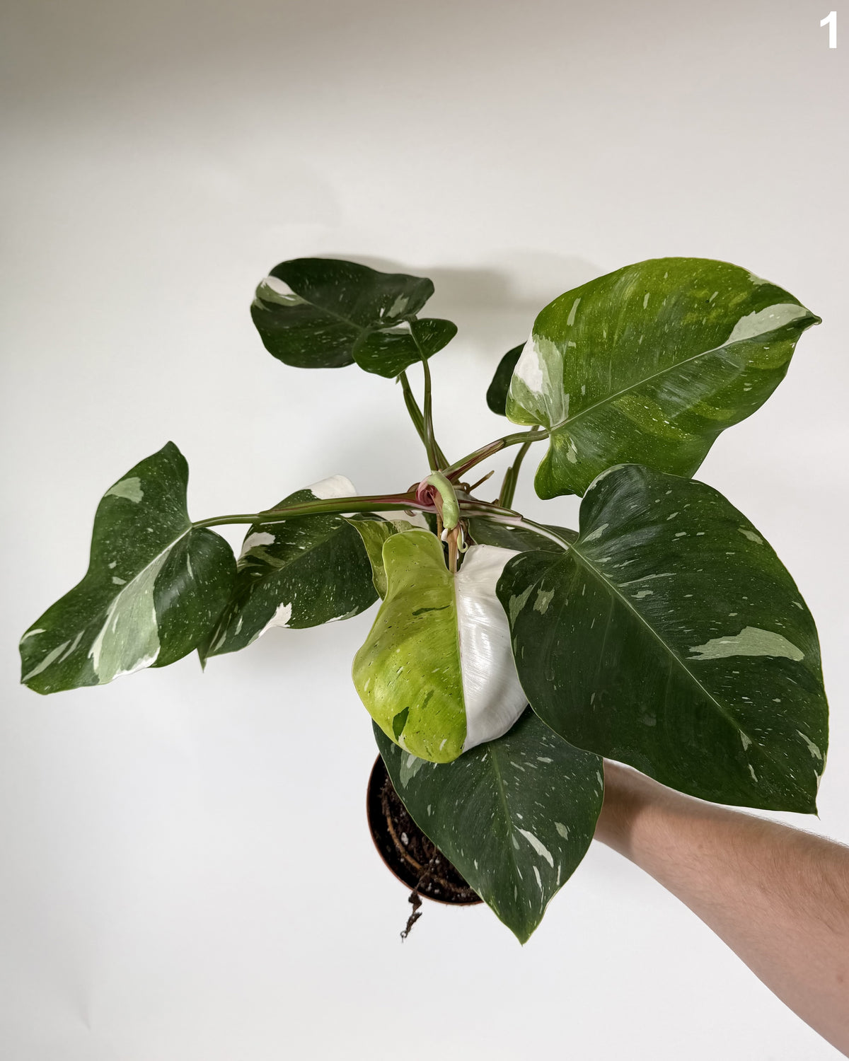Philodendron White Princess Tricolor WW