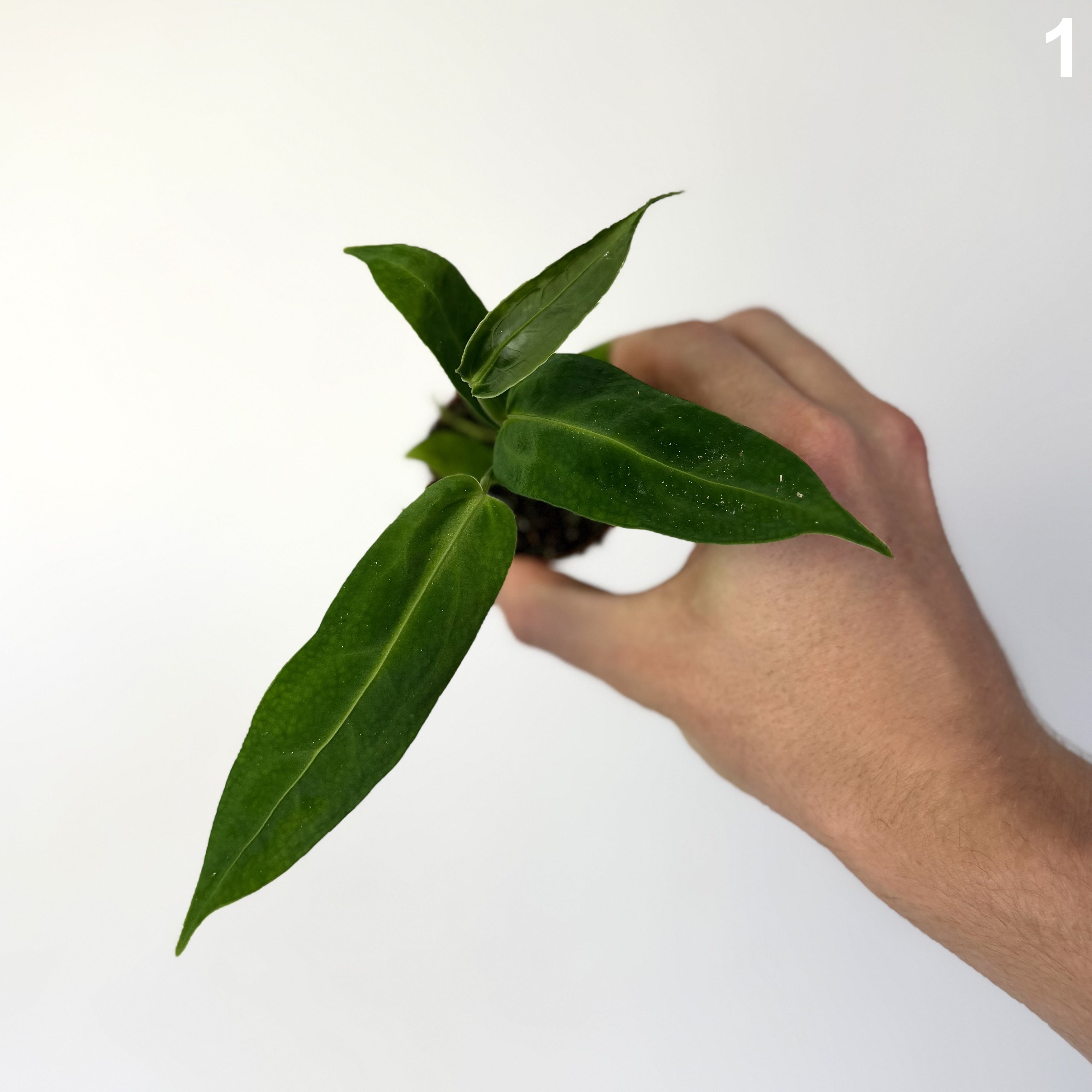 Anthurium Warocqueanum WW