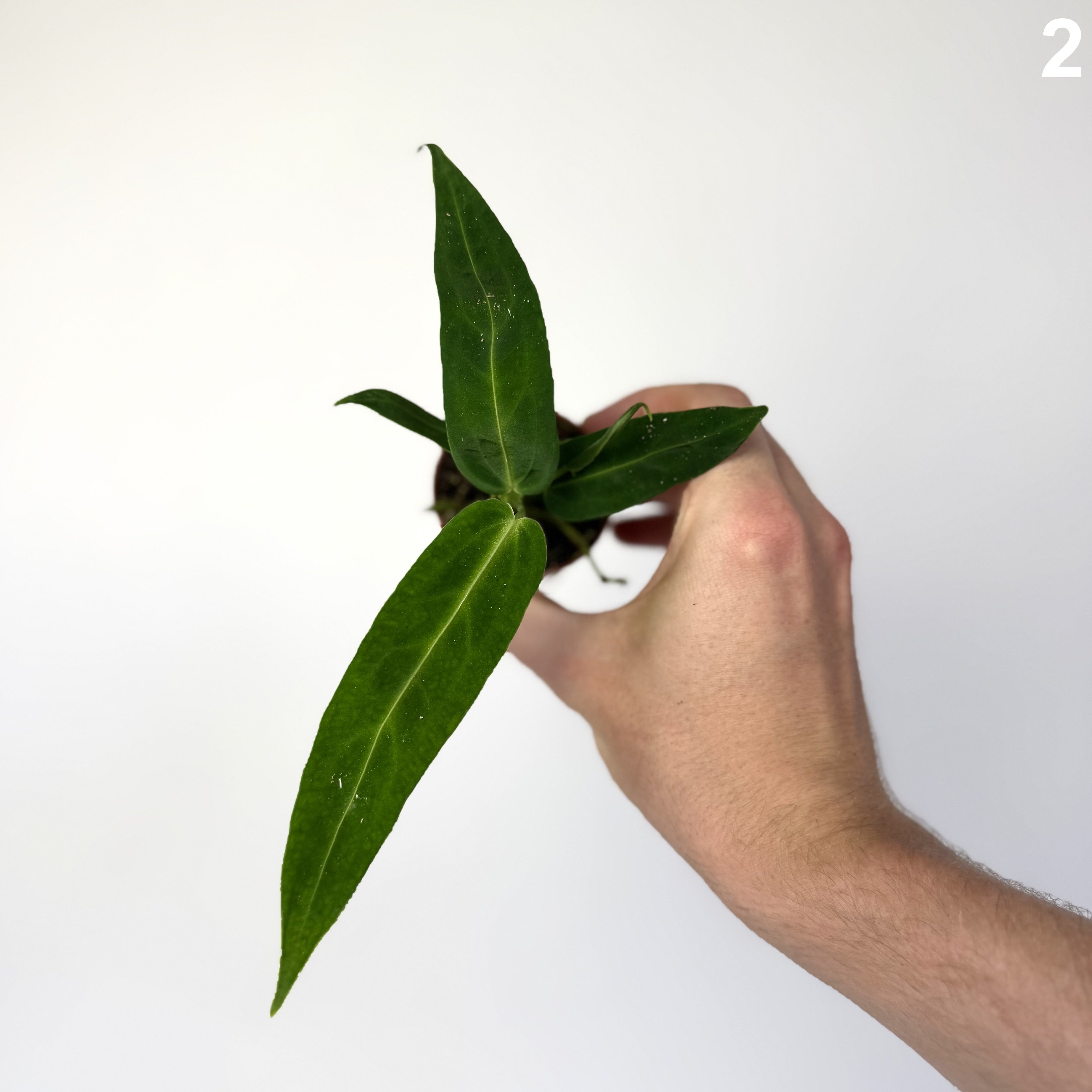 Anthurium Warocqueanum WW