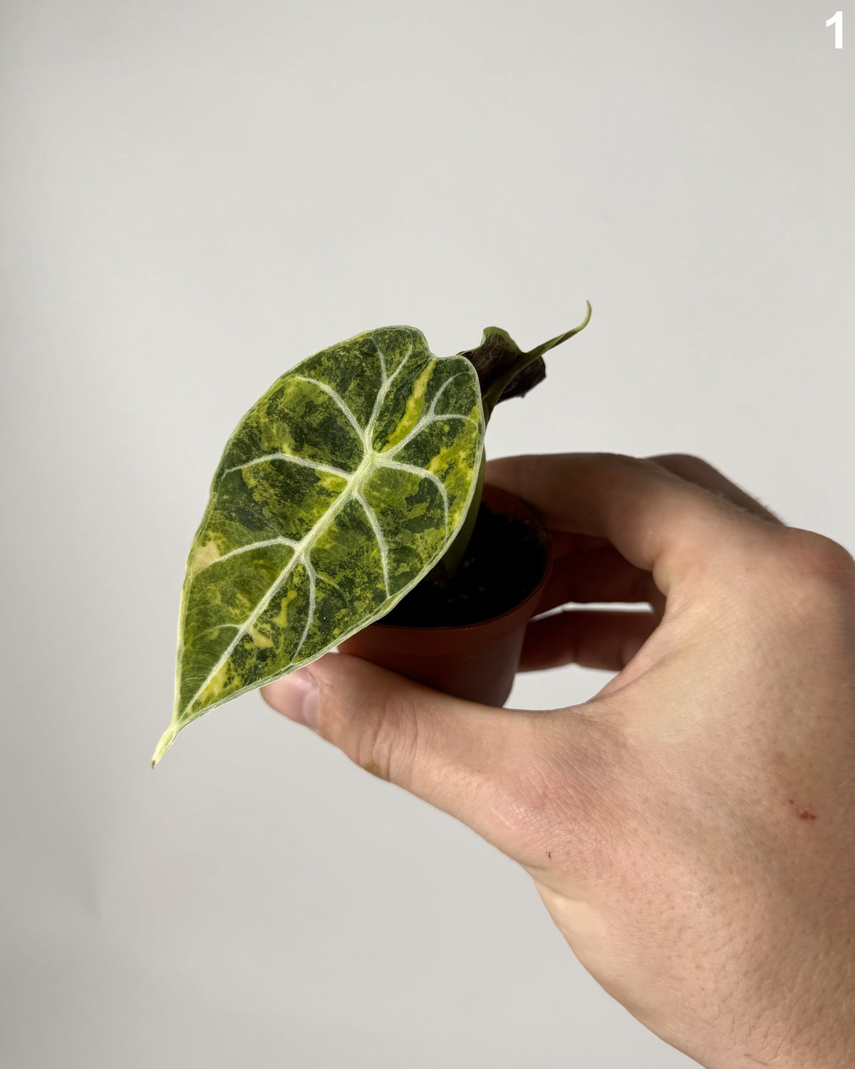 Alocasia Watsoniana Doff Aurea WW