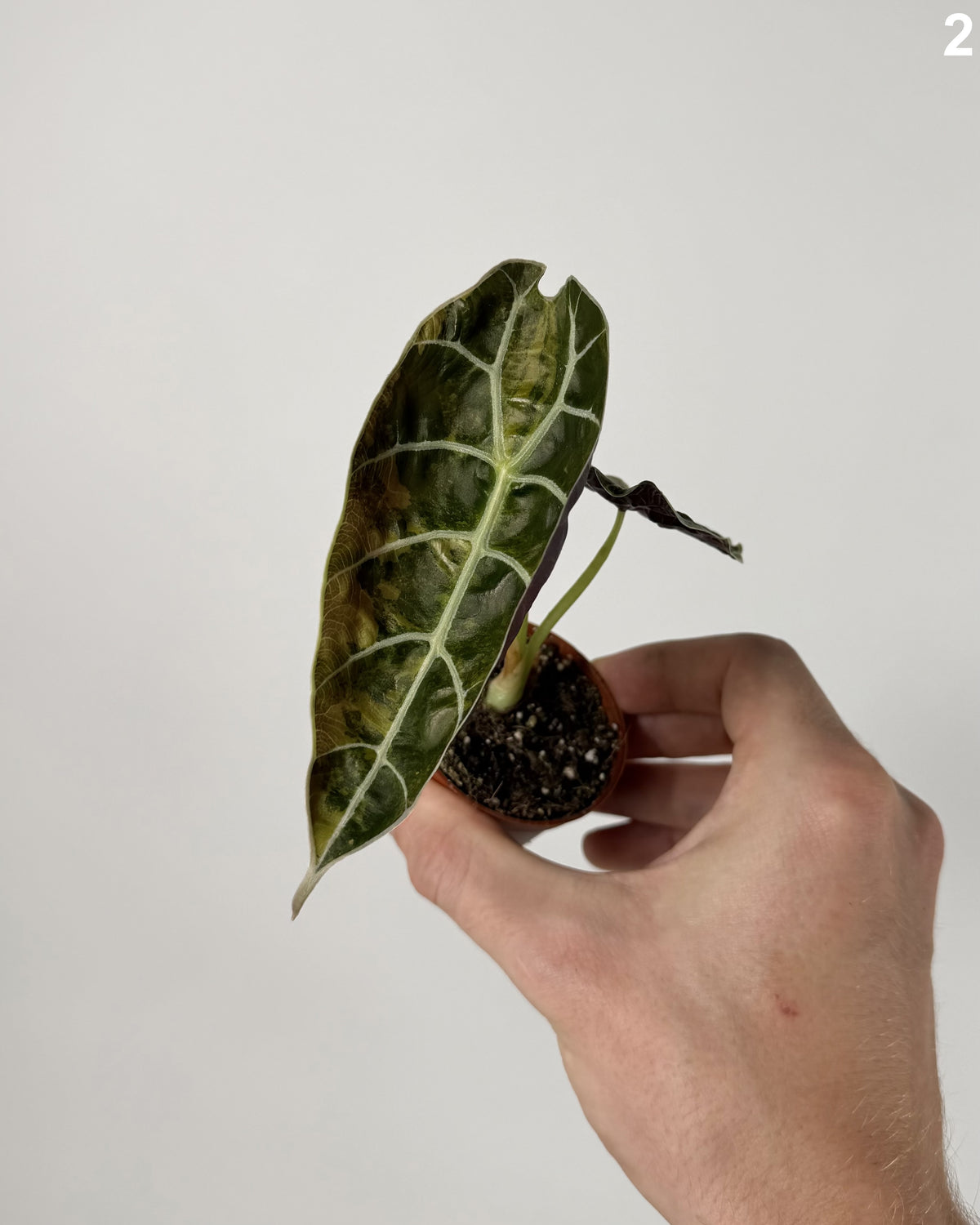 Alocasia Watsoniana Doff Aurea WW