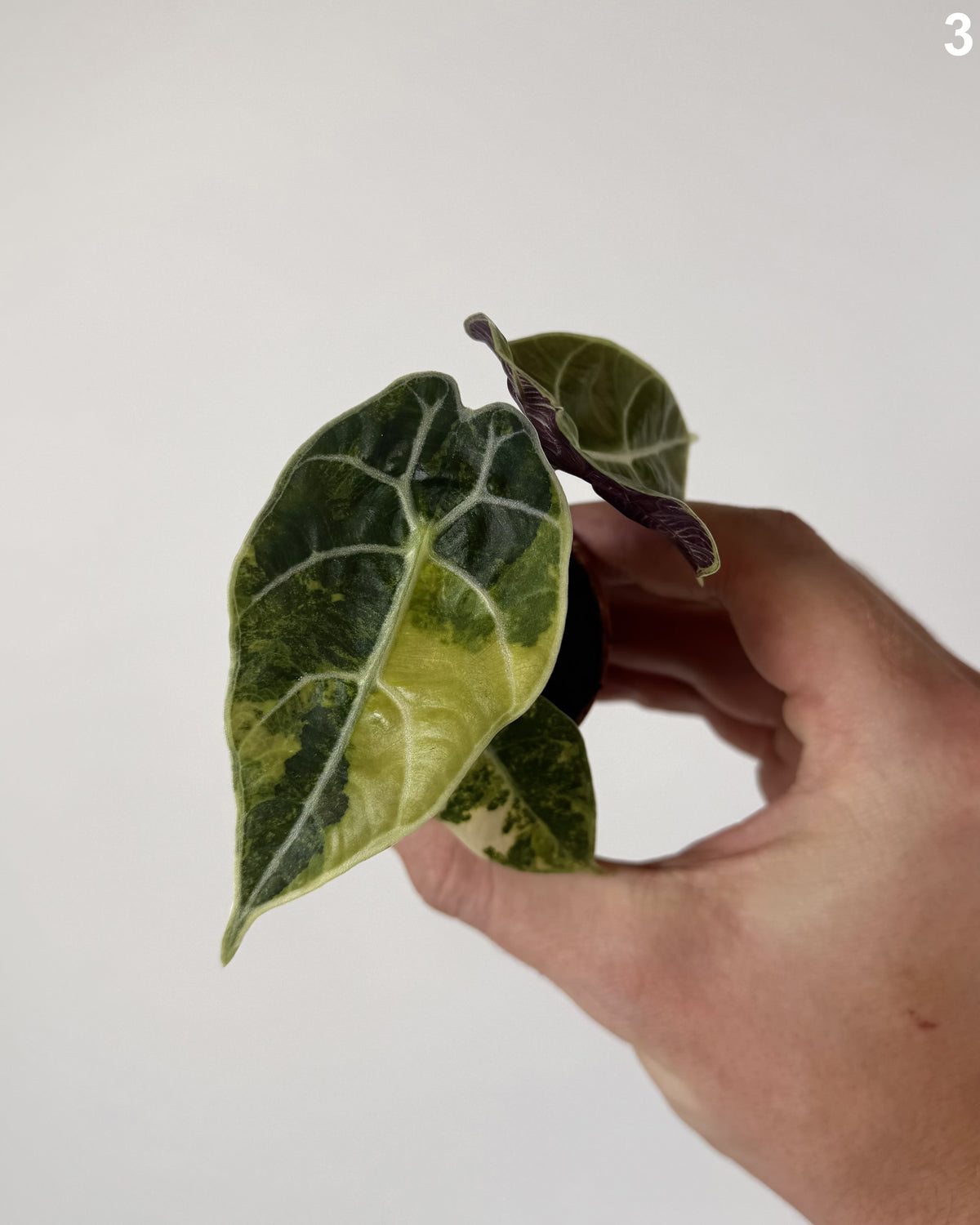 Alocasia Watsoniana Doff Aurea WW
