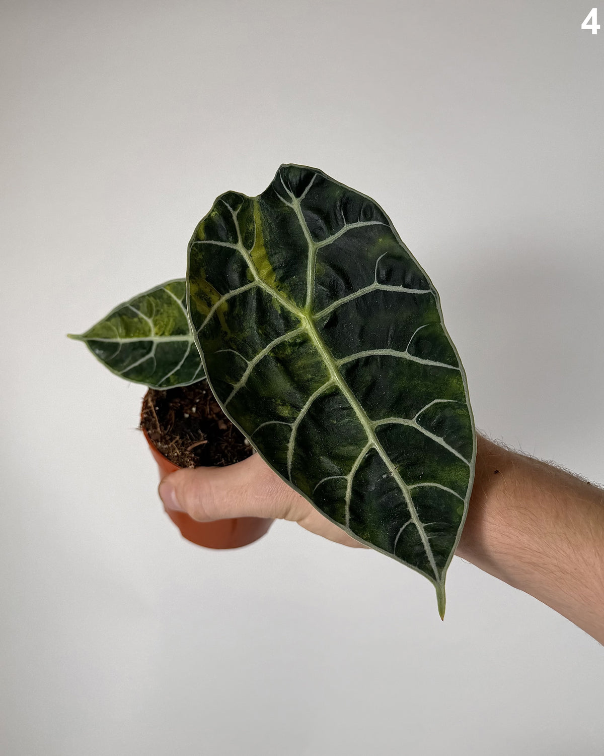 Alocasia Watsoniana Doff Aurea WW