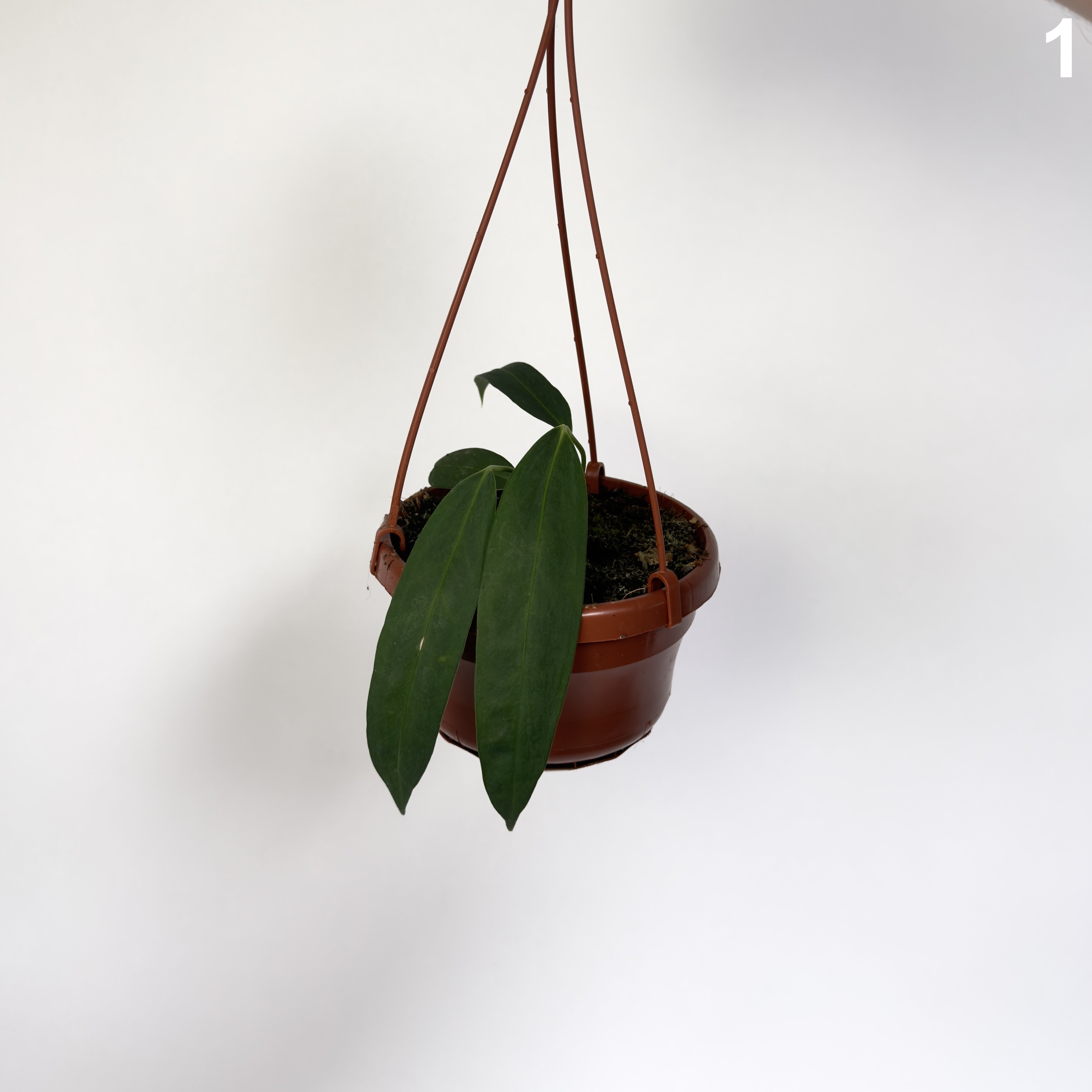 Anthurium Wendlingeri WW