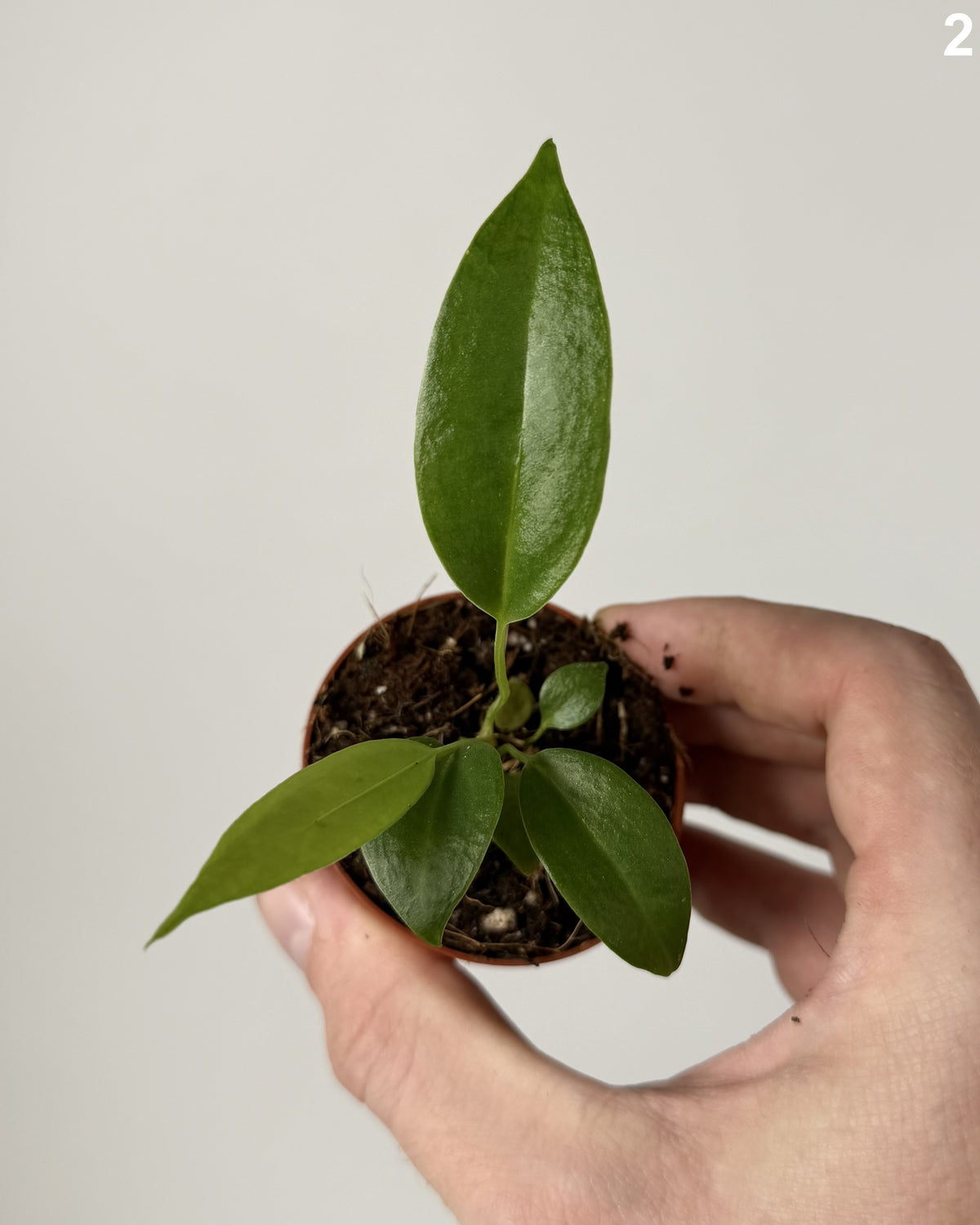 Anthurium Wendlingeri WW