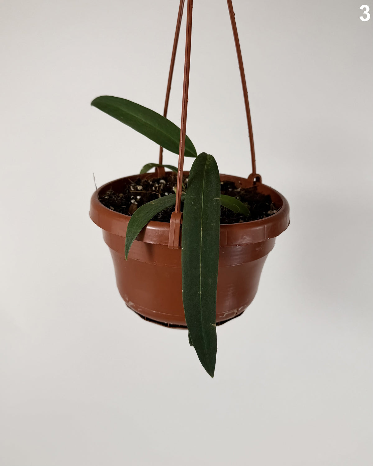 Anthurium Wendlingeri WW