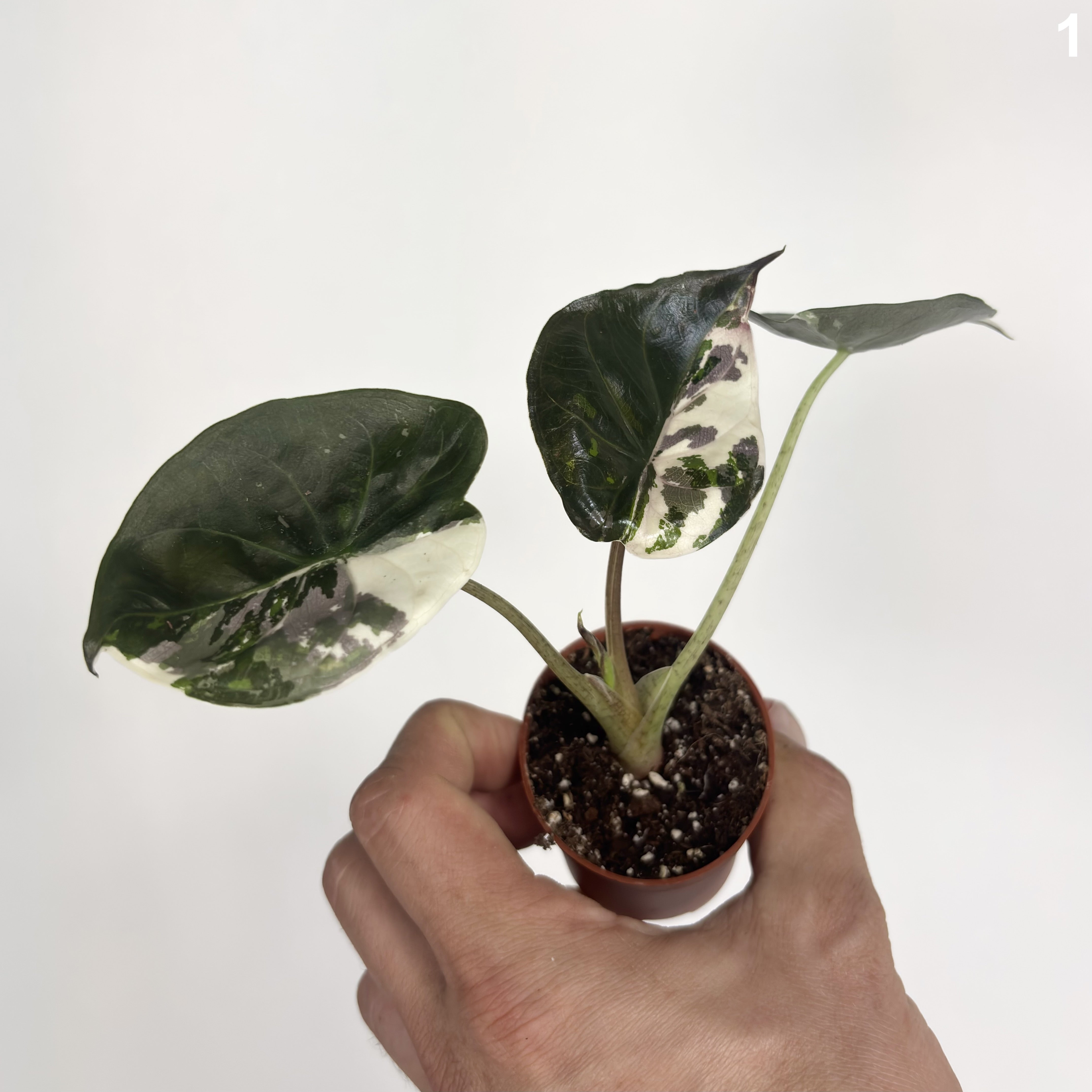 Alocasia Wentii Albo