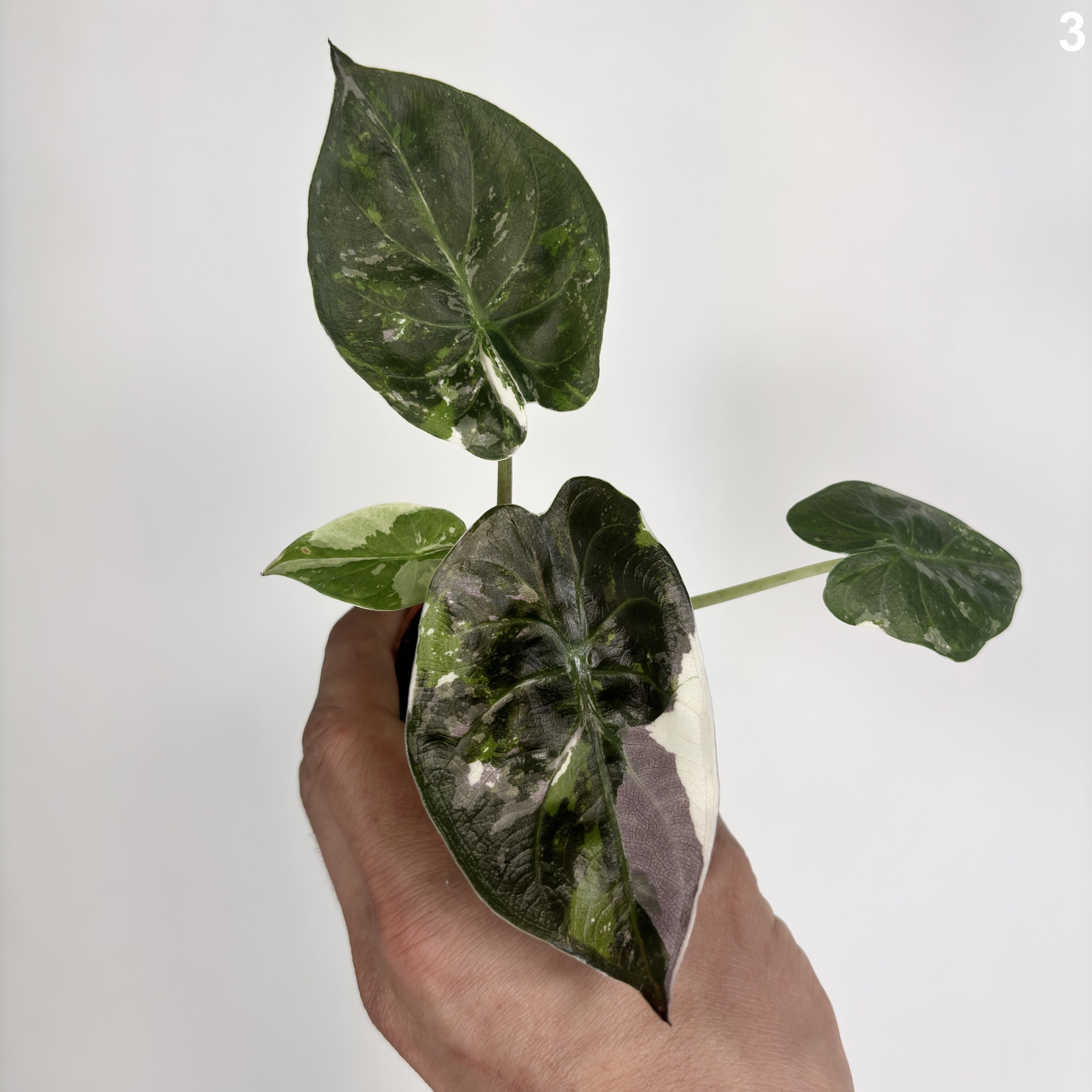 Alocasia Wentii Albo
