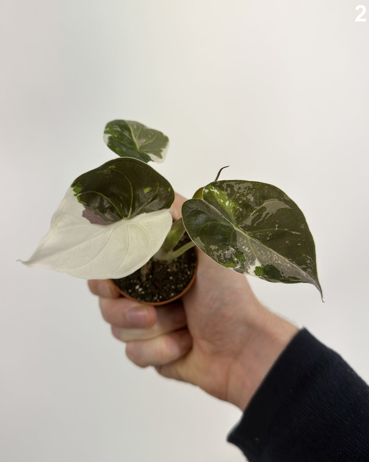 Alocasia Wentii Pink Albo Variegata WW