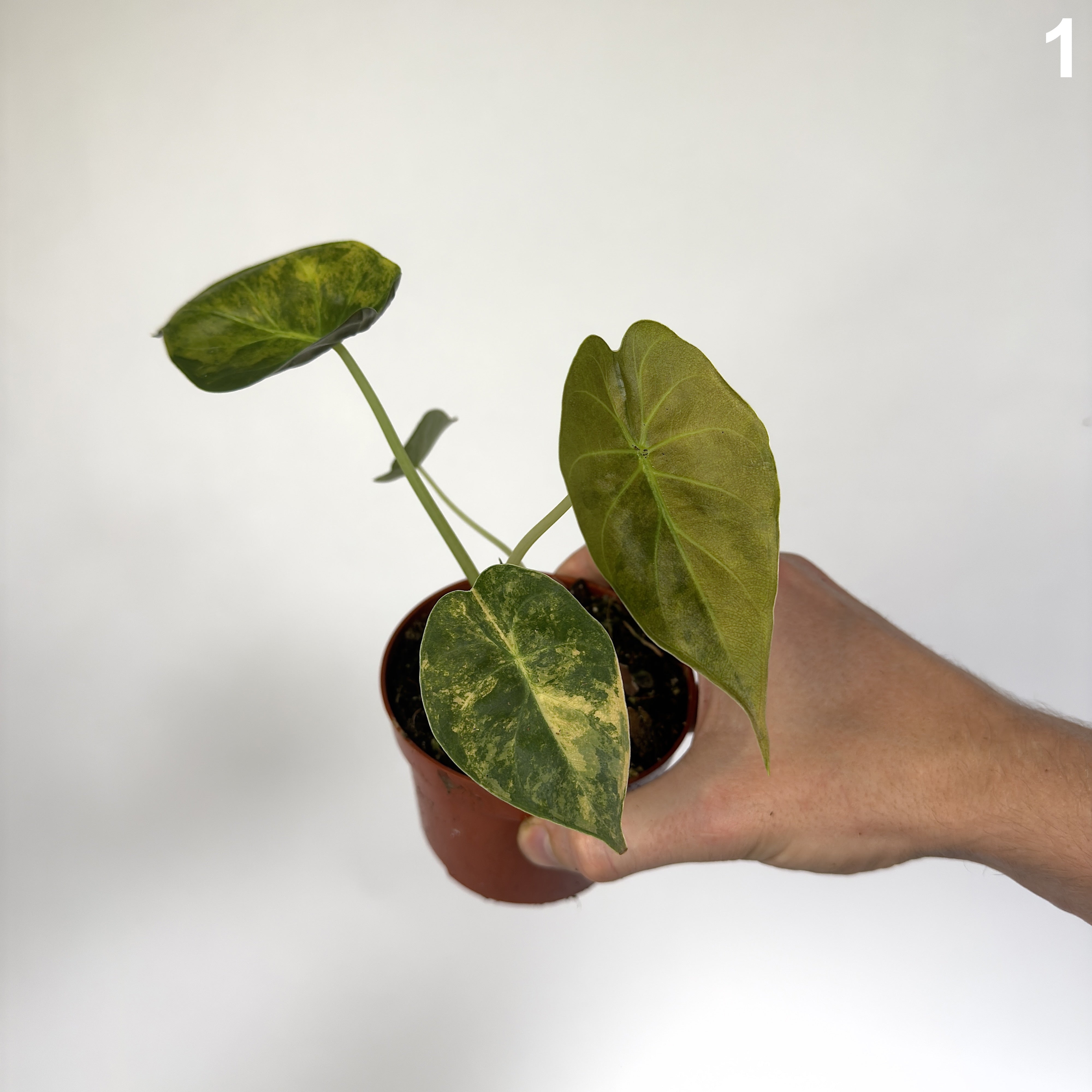 Alocasia Wentii Aurea WW