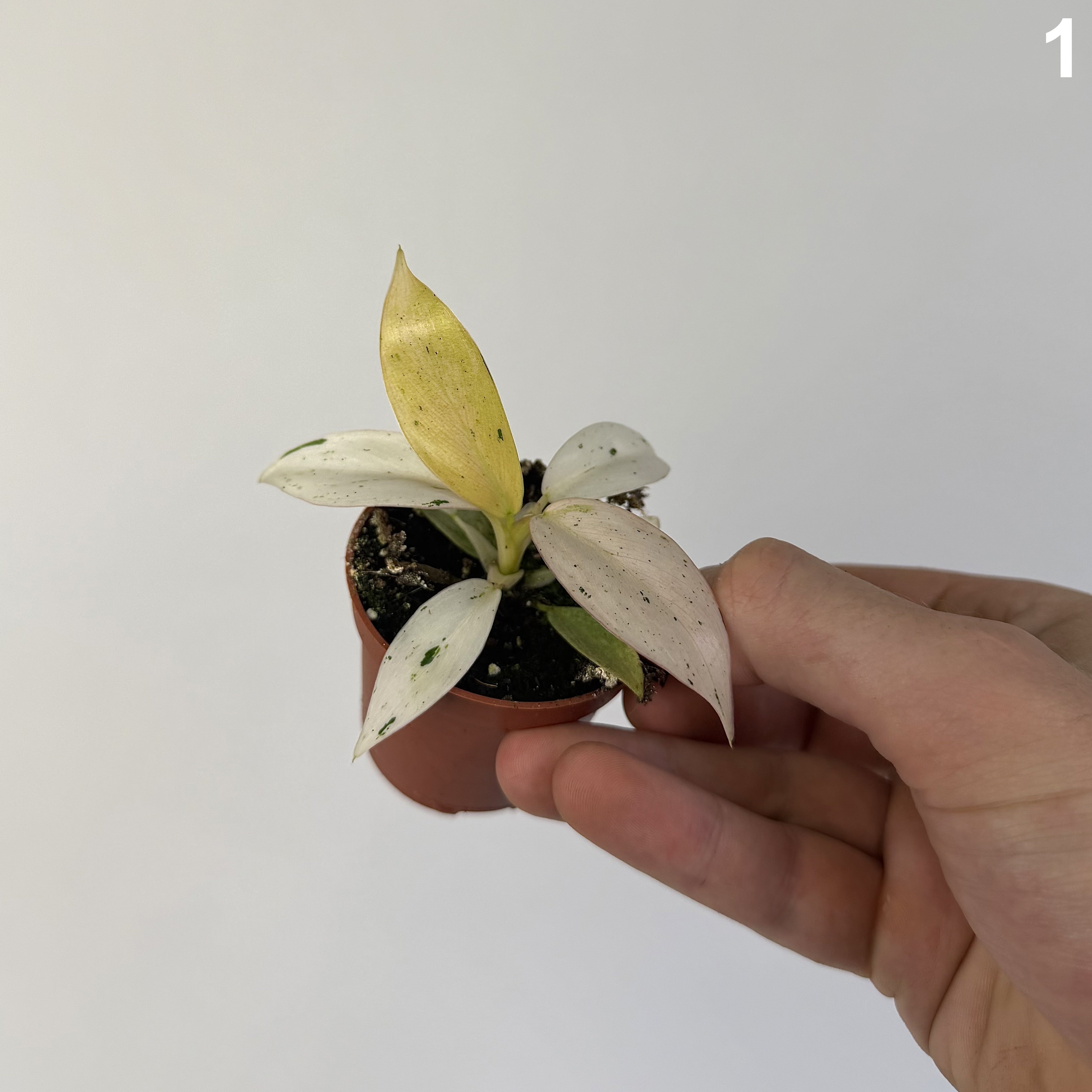 Philodendron Whipple Way WW