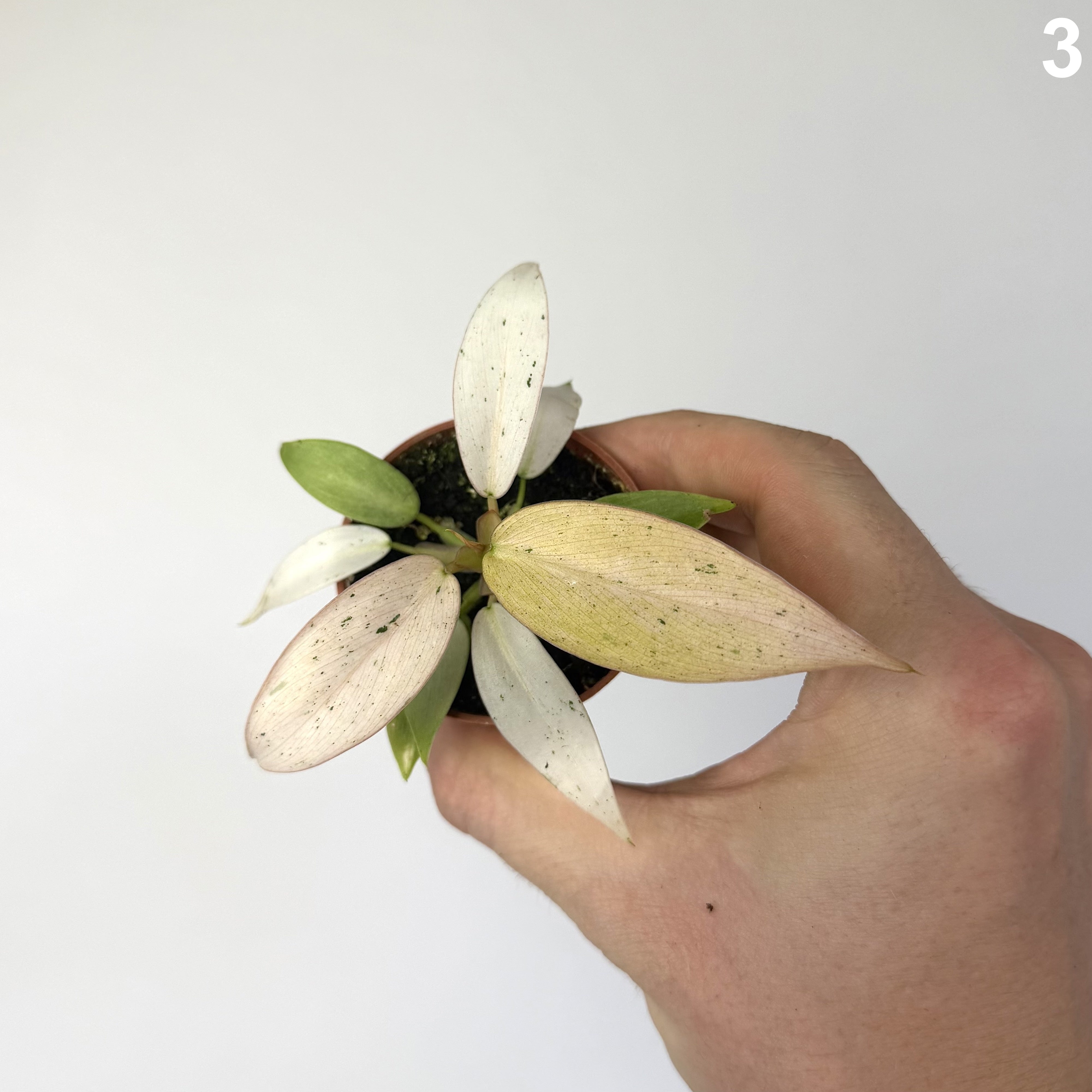 Philodendron Whipple Way WW