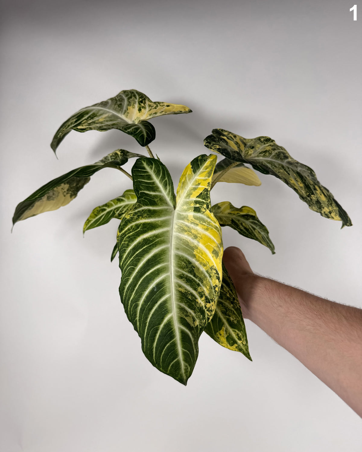 Xanthosoma Lindenii Variegata WW