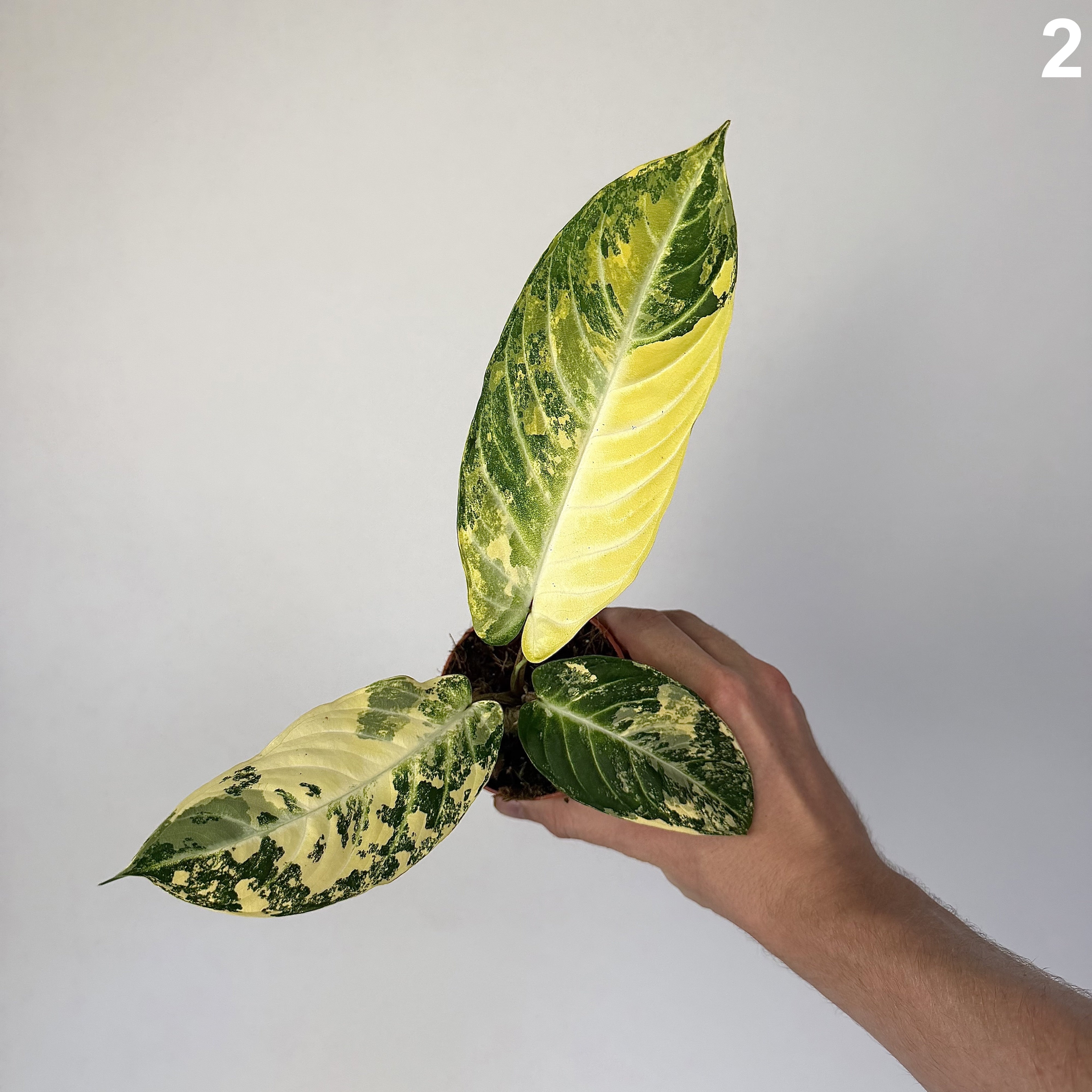 Xanthosoma Lindenii Variegata WW