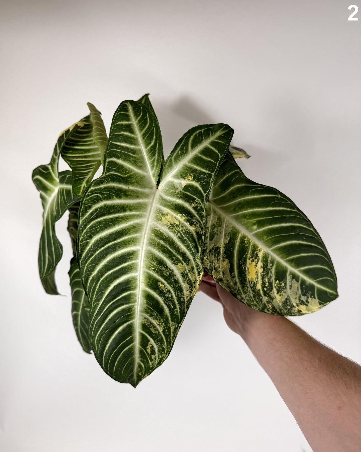 Xanthosoma Lindenii Variegata WW