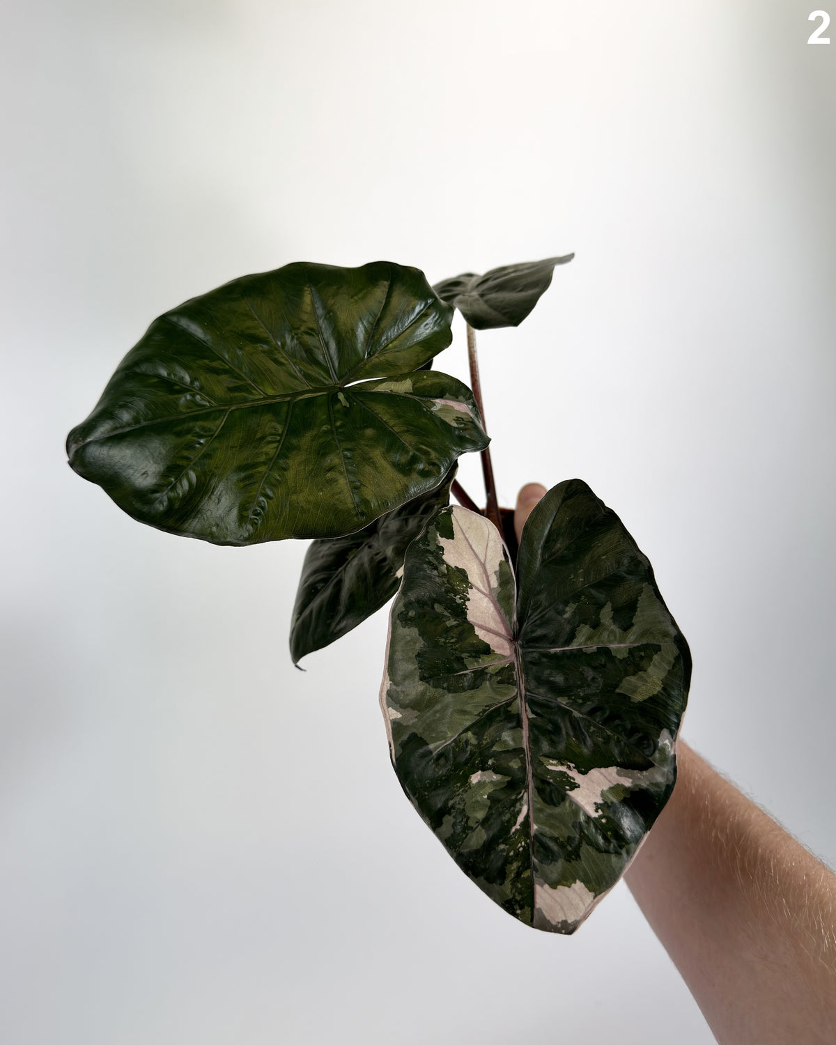 Alocasia Yucatan Princess Pink Albo WW