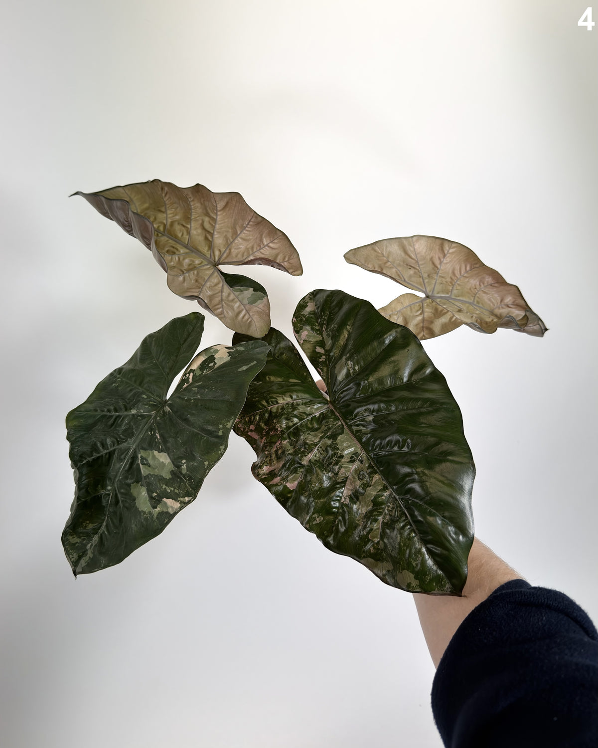 Alocasia Yucatan Princess Pink Albo WW
