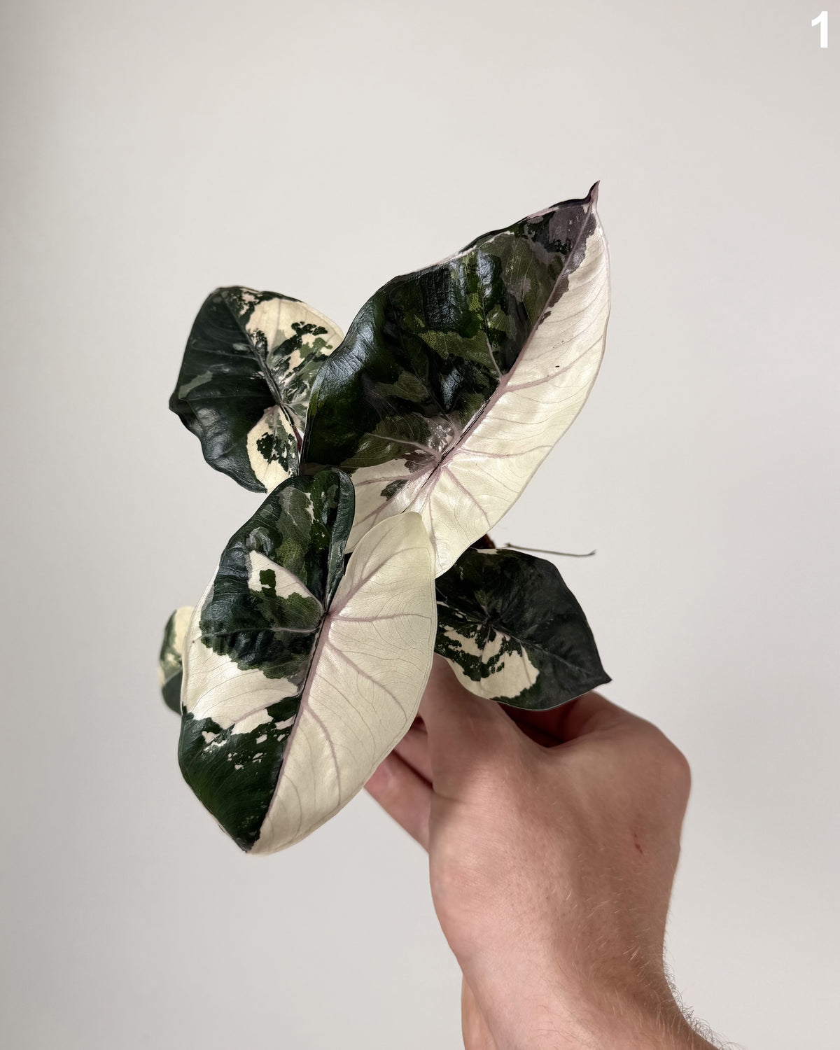 Alocasia Yucatan Princess Pink / Albo WW