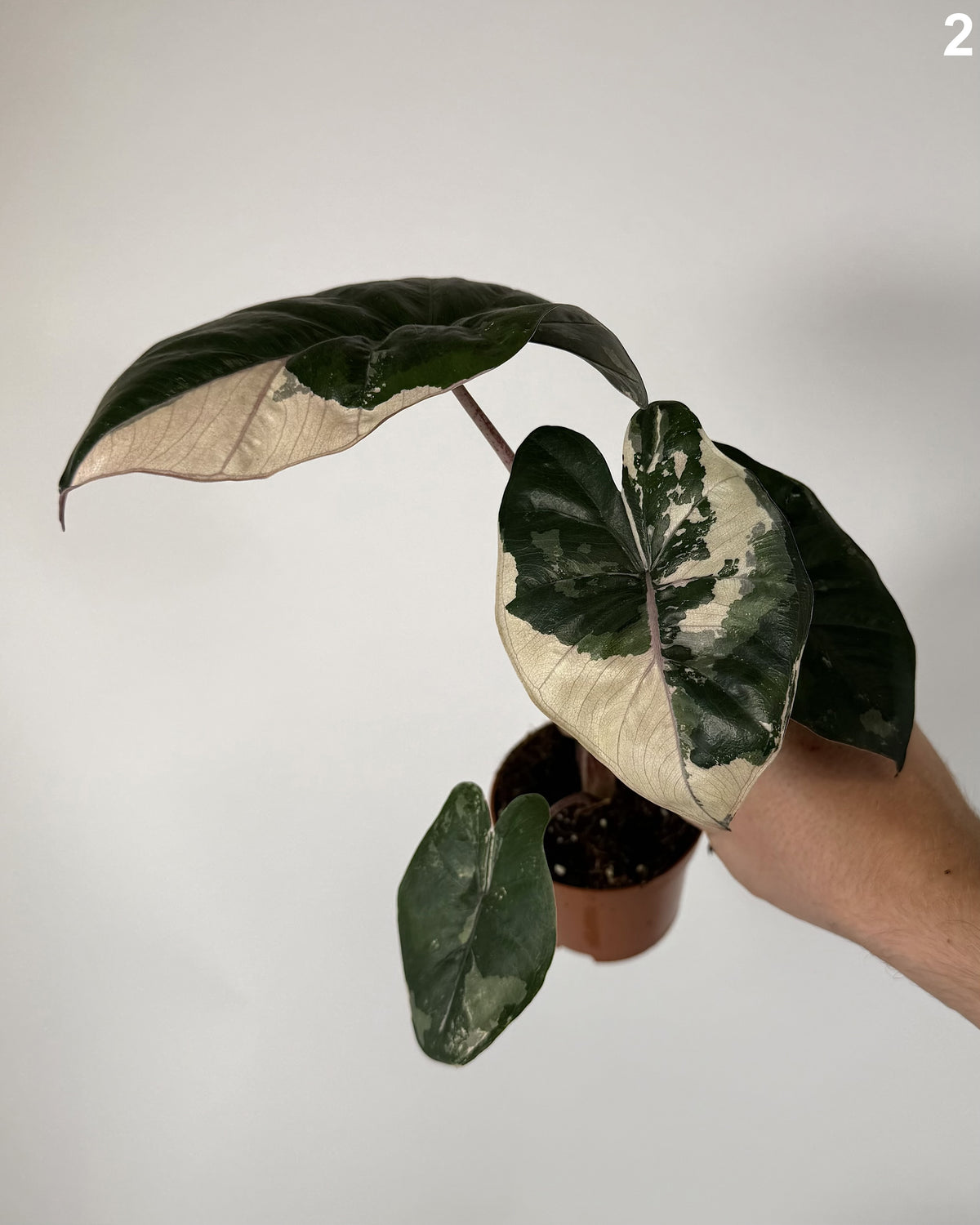 Alocasia Yucatan Princess Pink / Albo WW