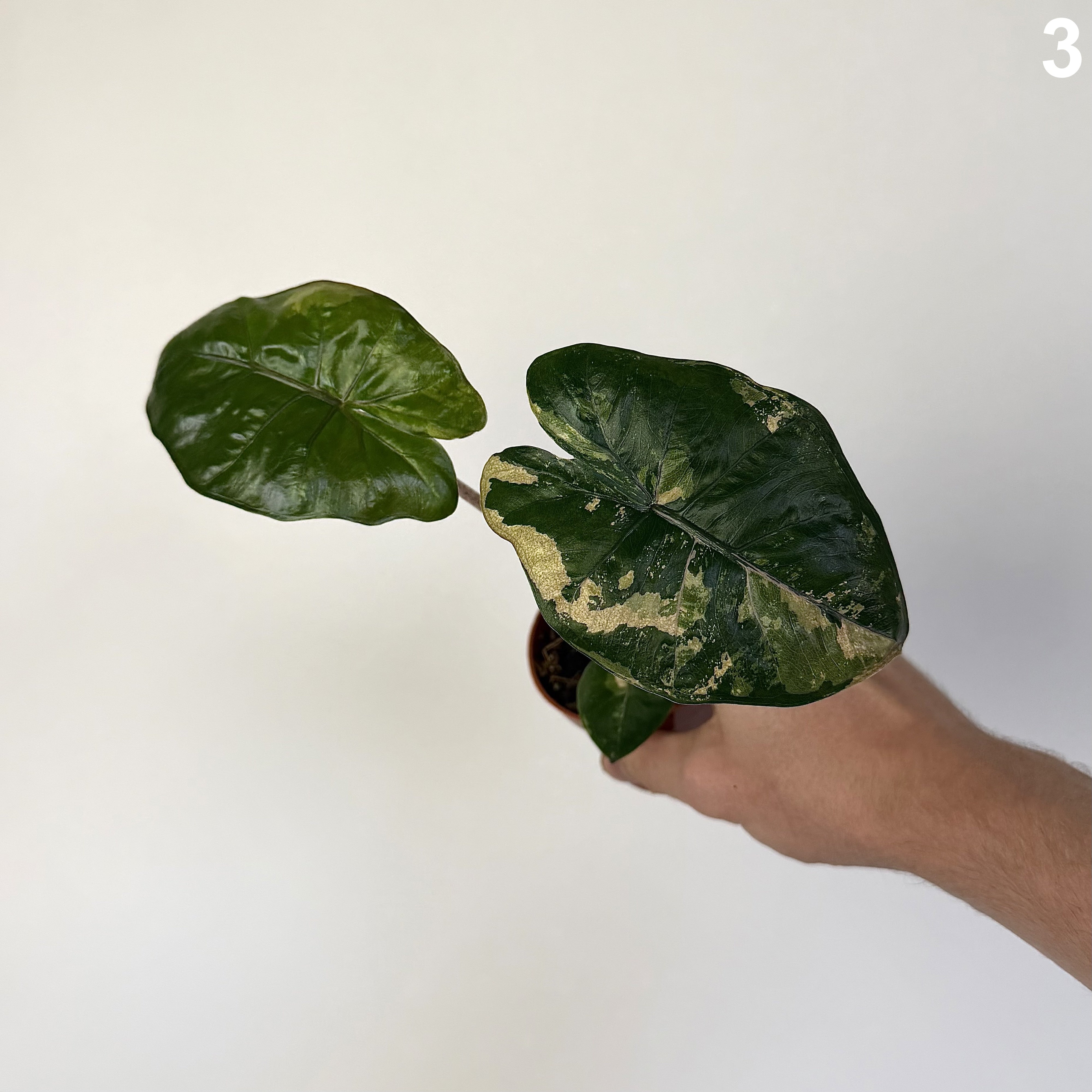 Alocasia Yucatan Princess Pink Albo WW