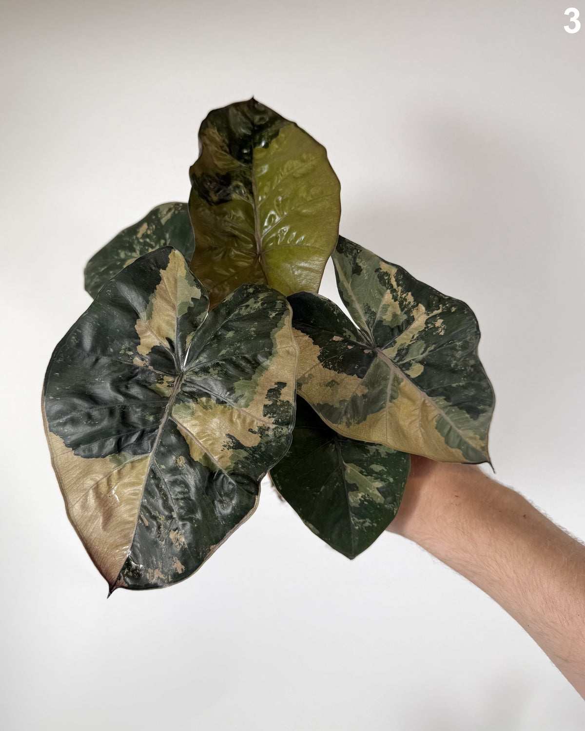 Alocasia Yucatan Princess Pink / Albo WW