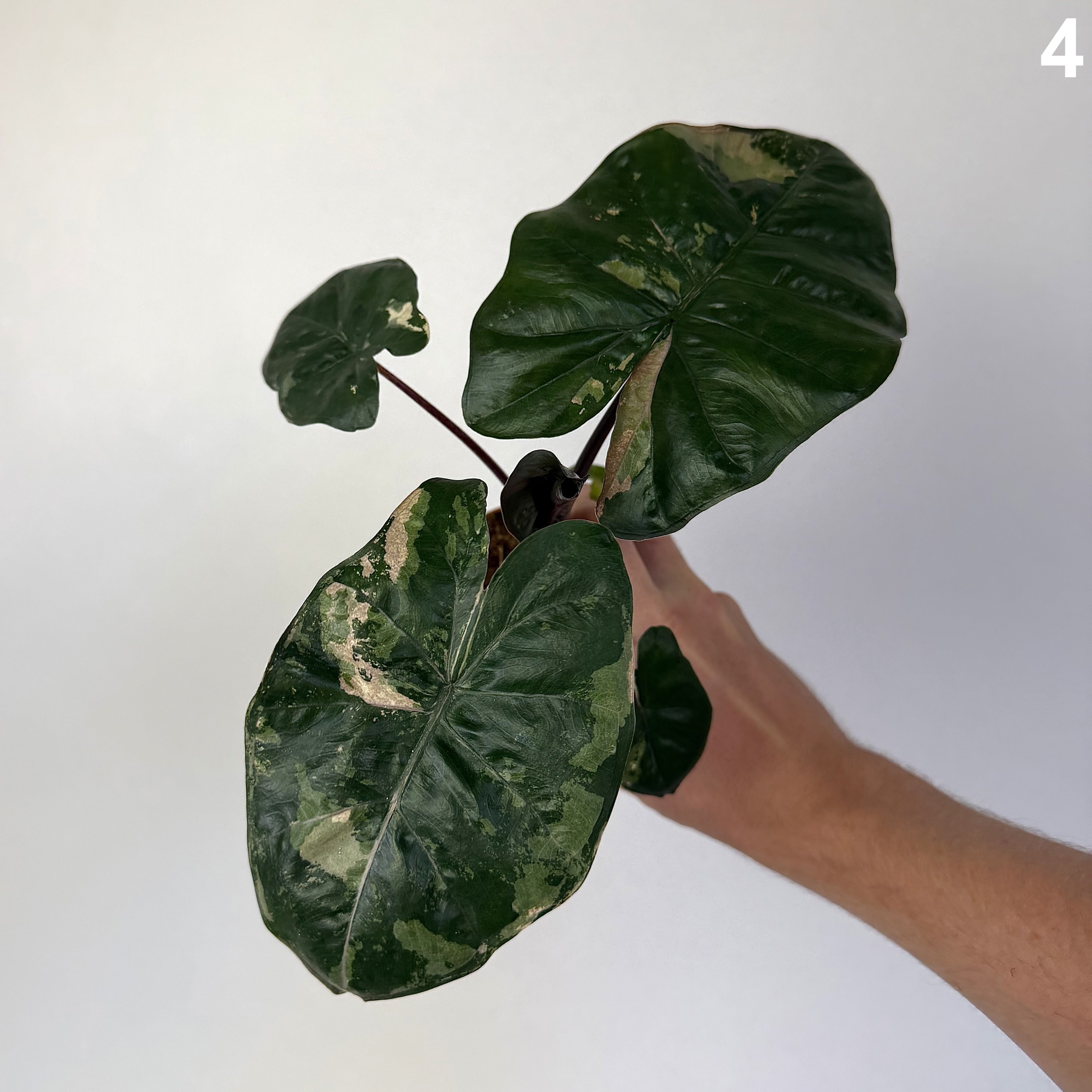 Alocasia Yucatan Princess Pink Albo WW