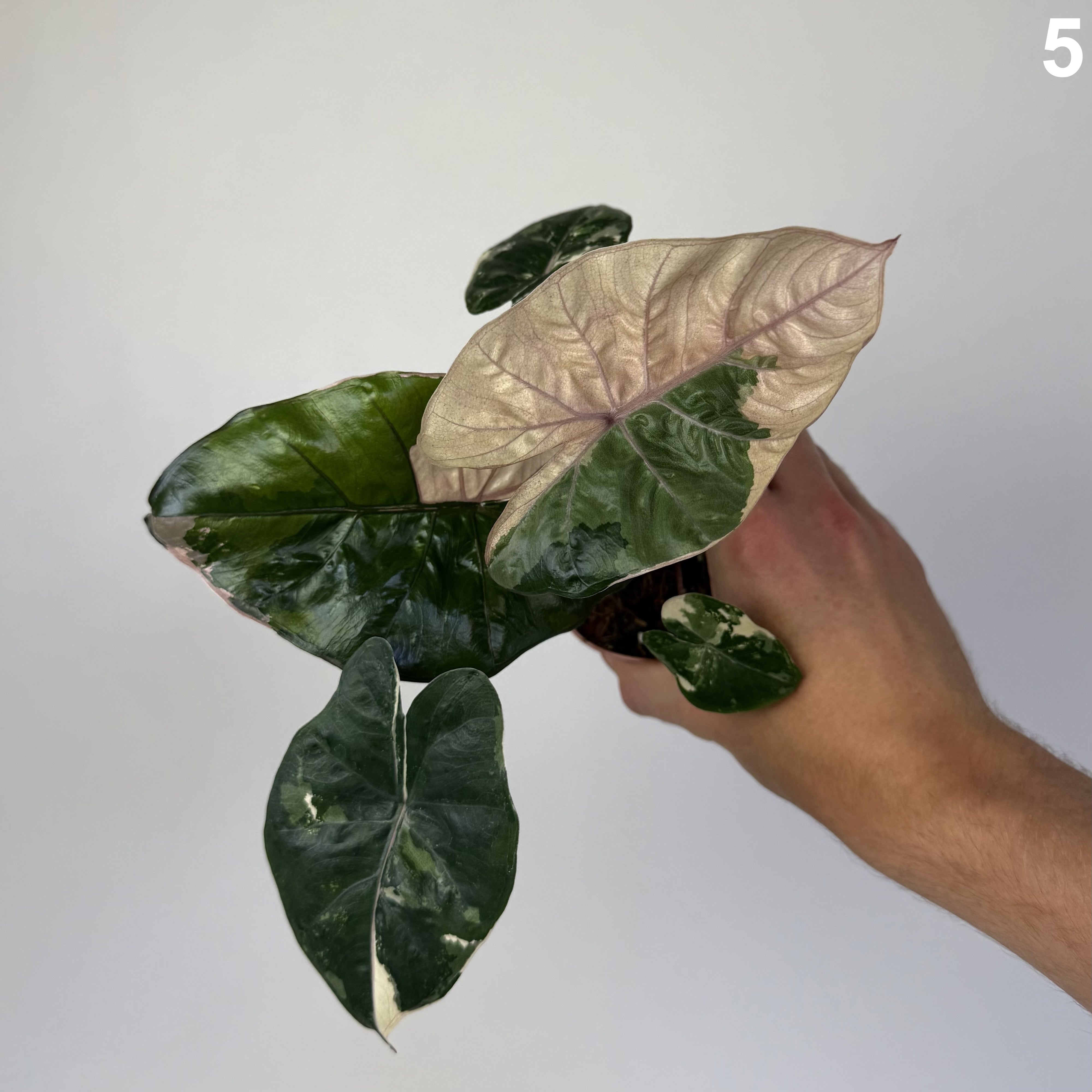 Alocasia Yucatan Princess Pink Albo WW
