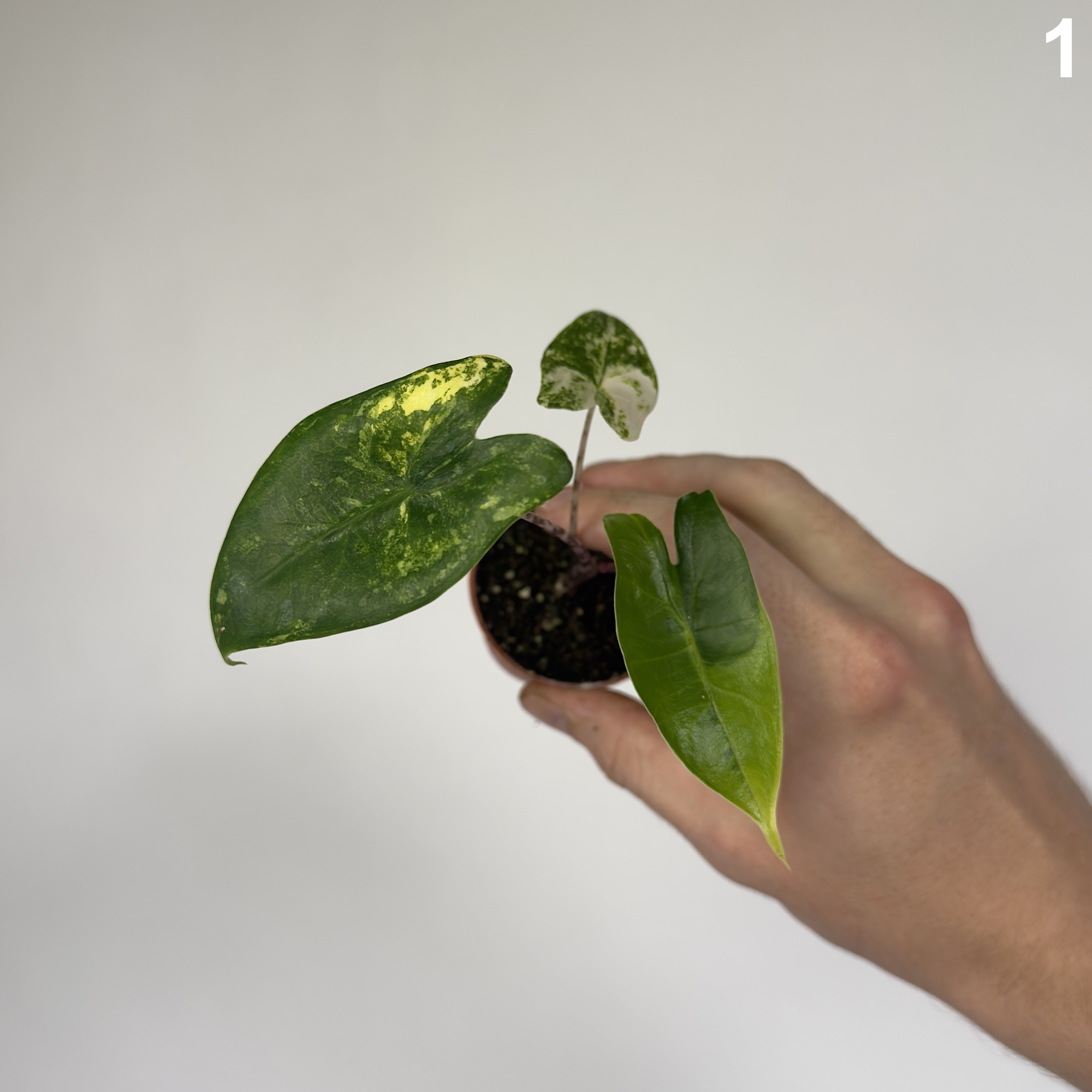 Alocasia Zebrina Aurea WW