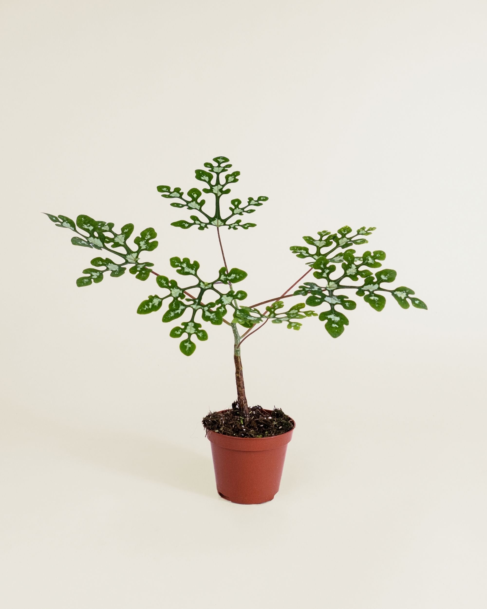 Adenia Perrieri