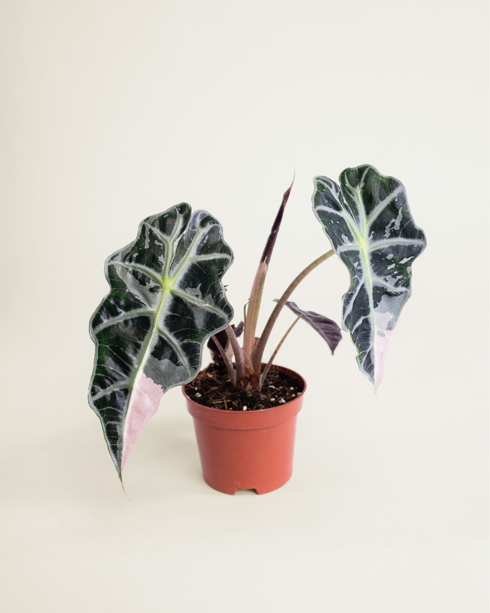 Alocasia Amazonica Pink