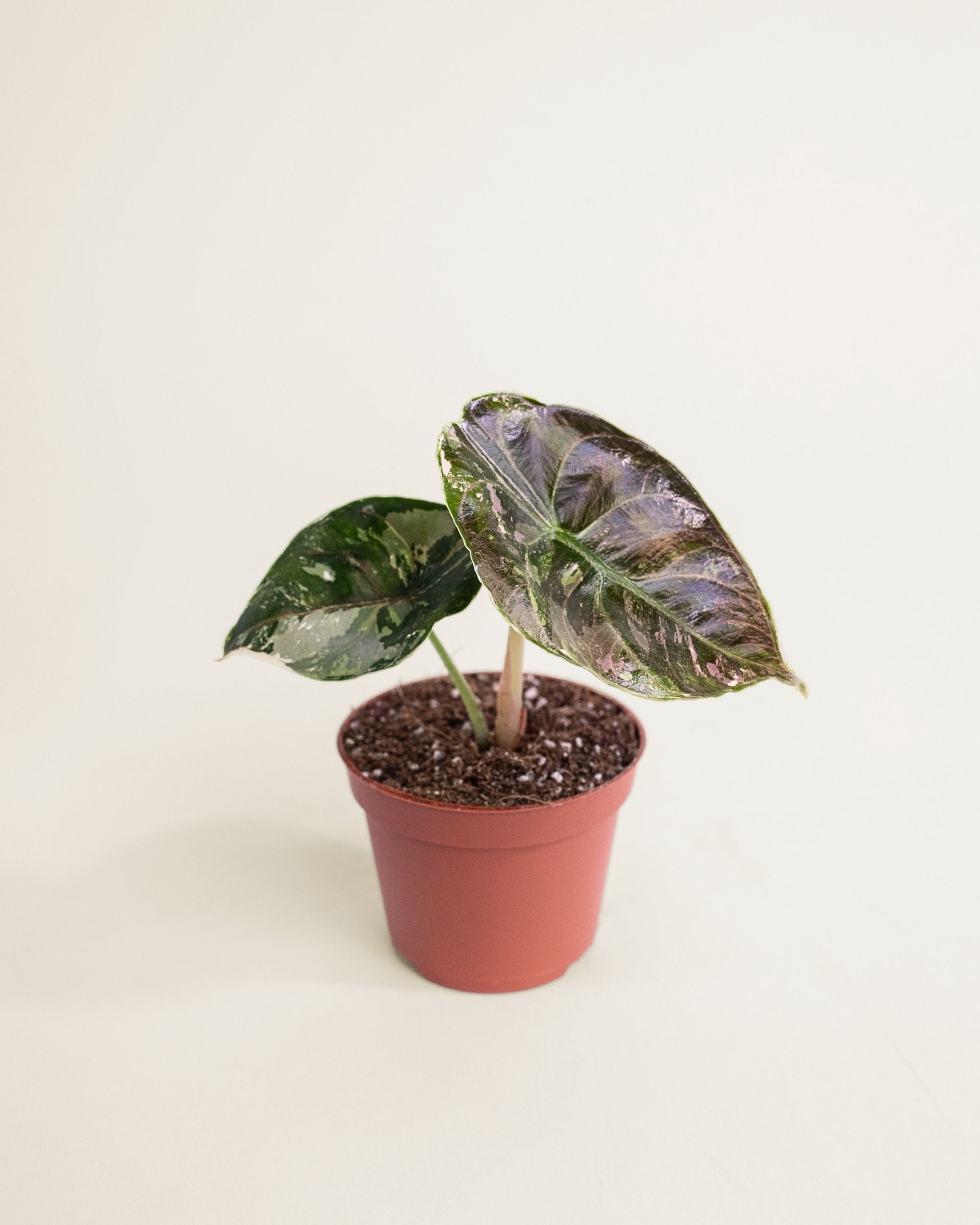 Alocasia Azlanii Albo