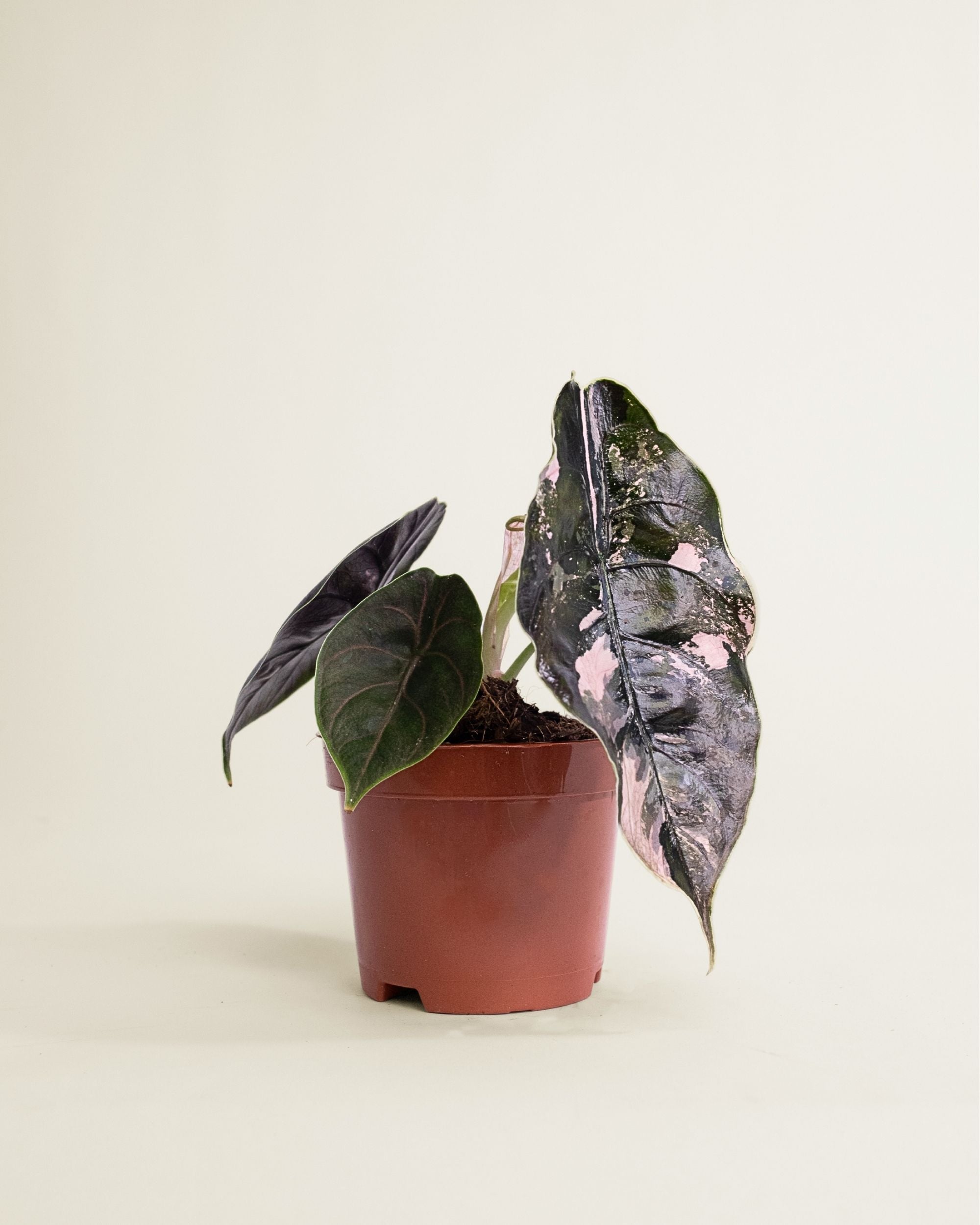 Alocasia Azlanii Albo